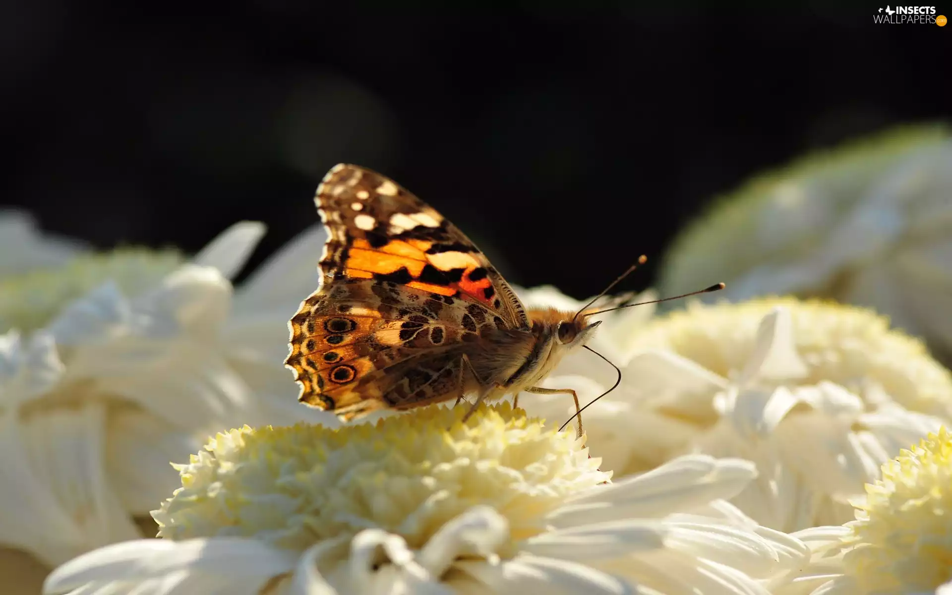 Colourfull Flowers, butterfly, White