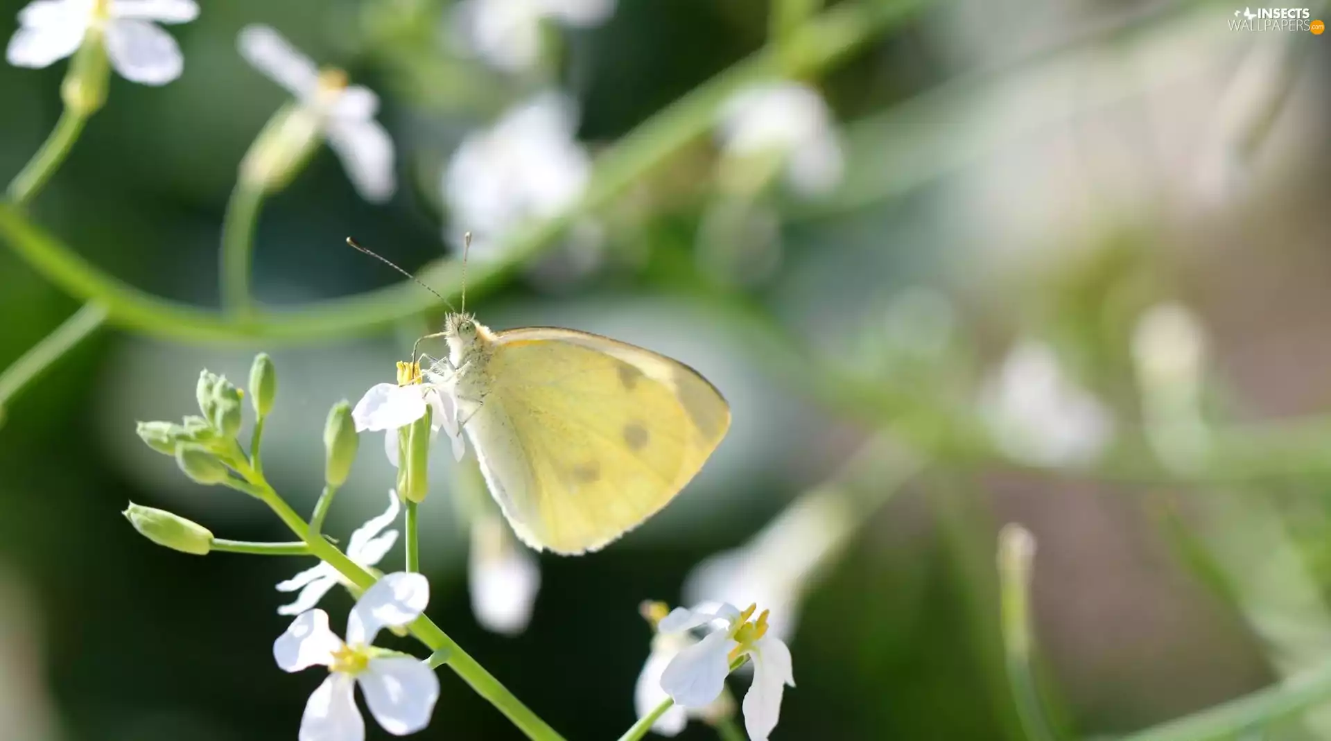 Colourfull Flowers, butterfly, White