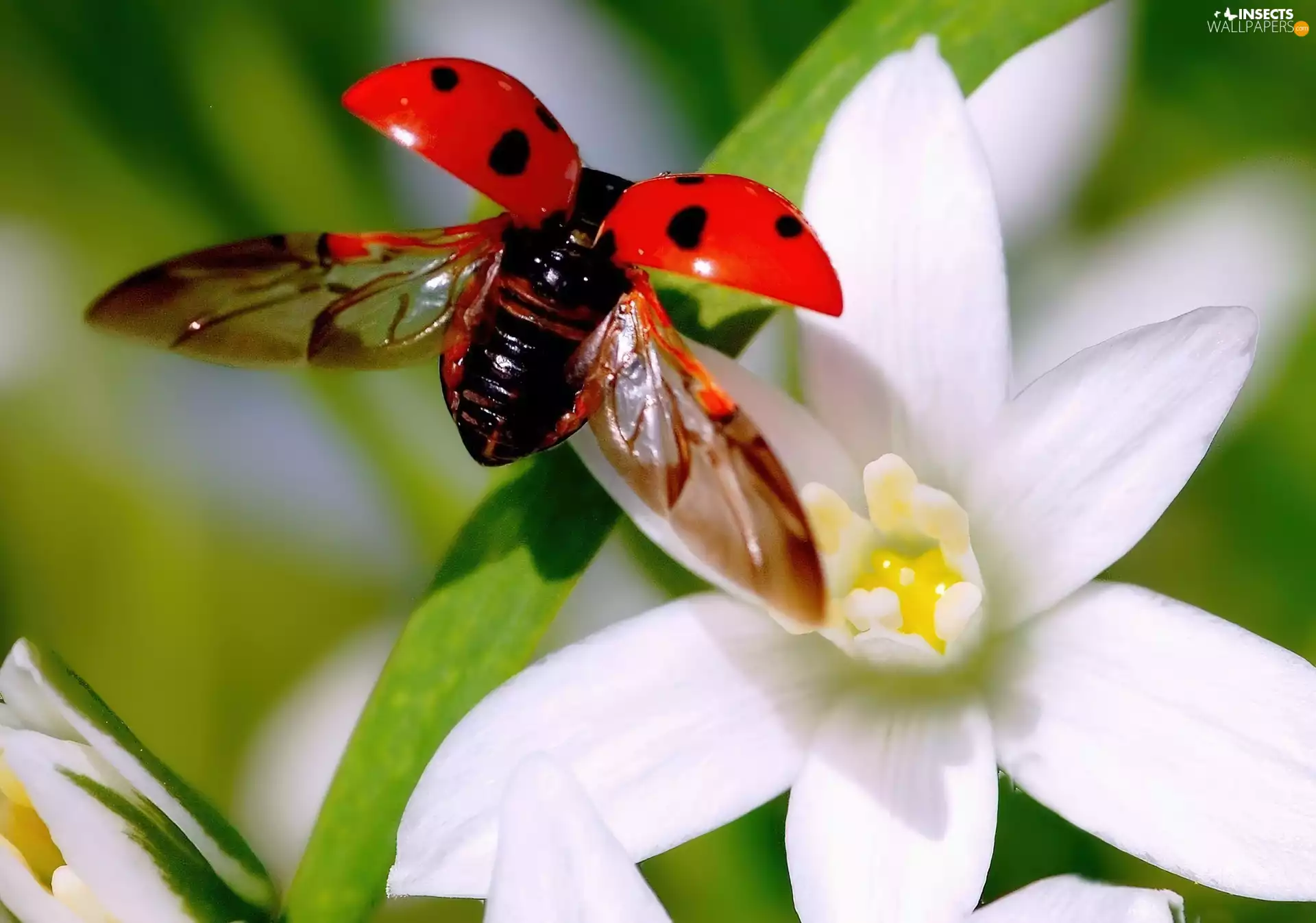 Colourfull Flowers, ladybird, White