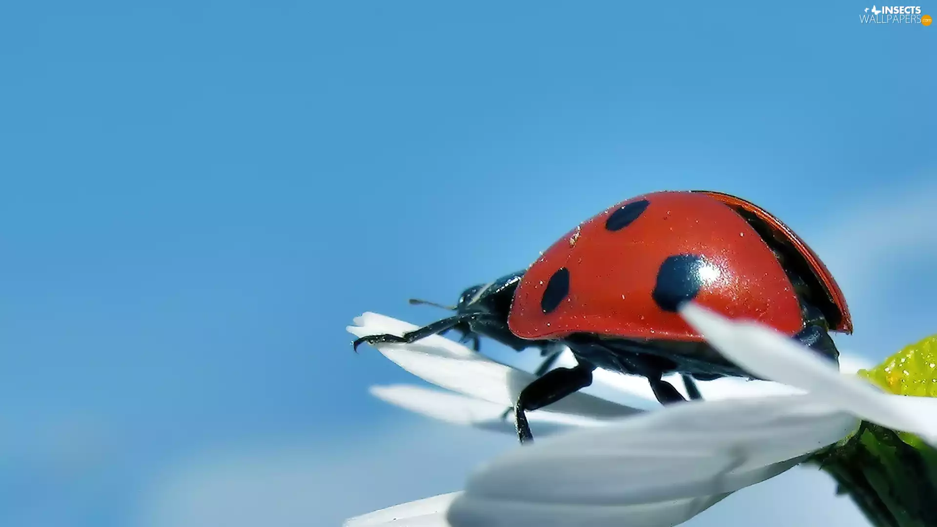 ladybird, White, Colourfull Flowers, Sky