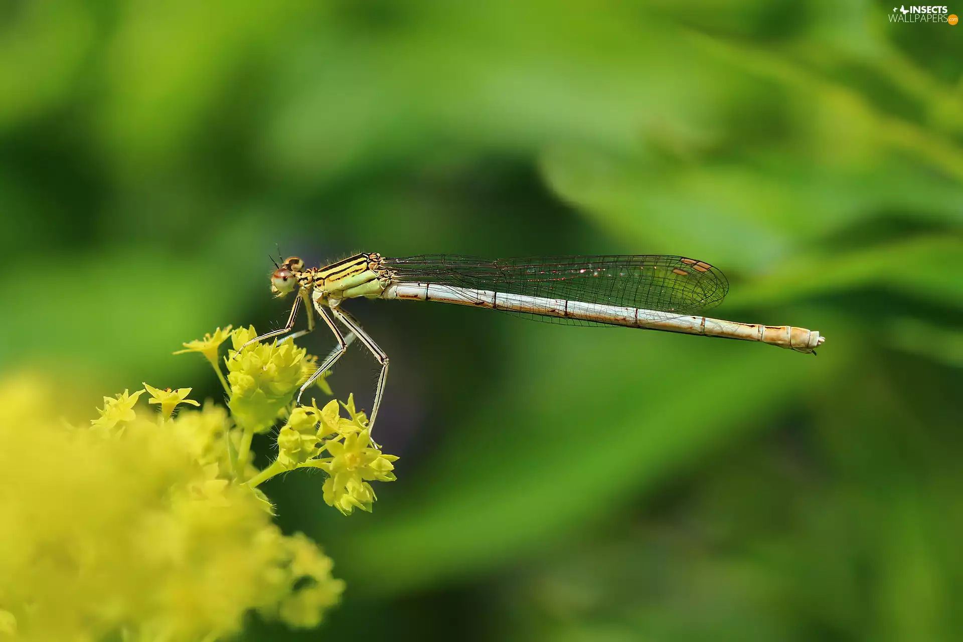 Insect, dragon-fly, White-legged Damselfly