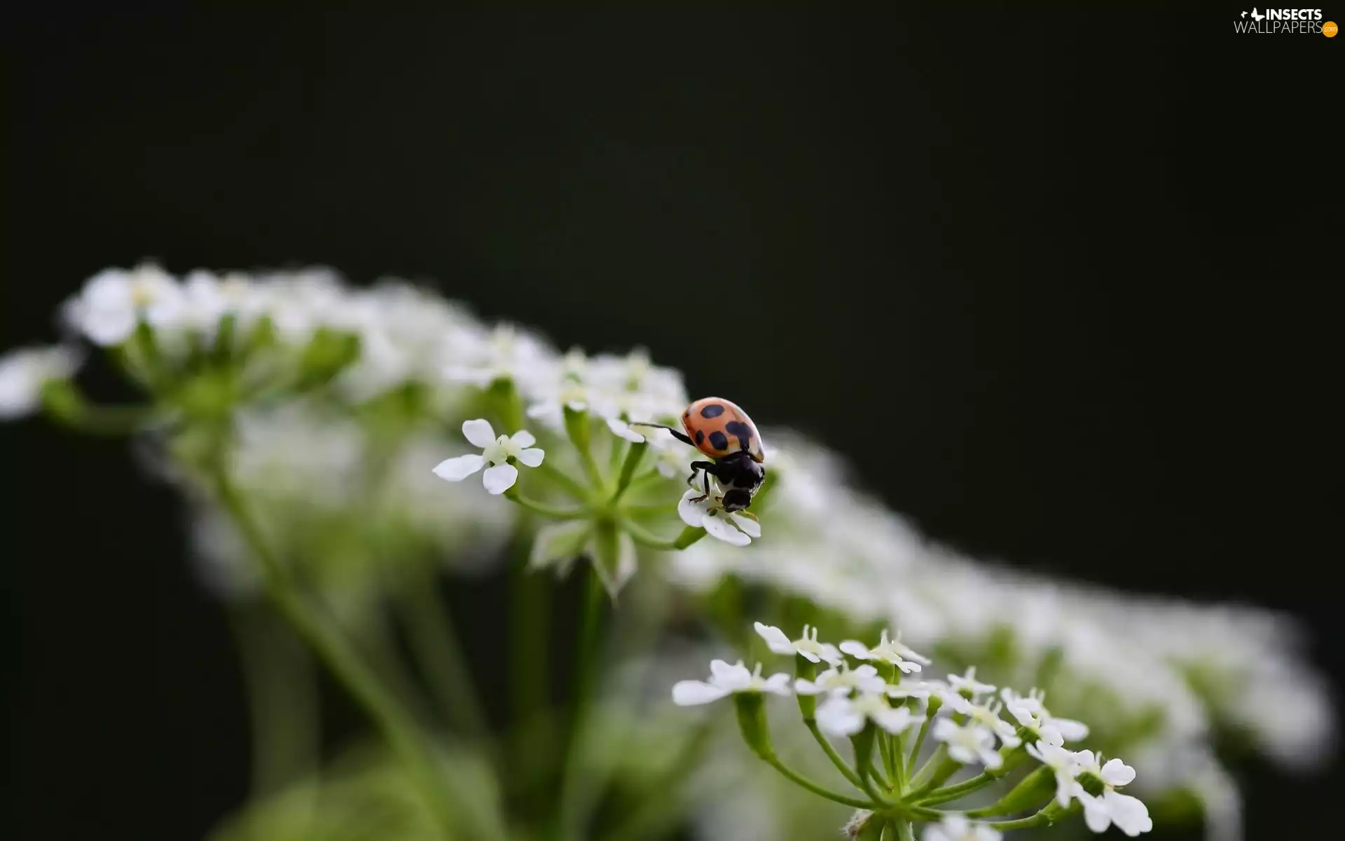 ladybird, change, Flowers, White