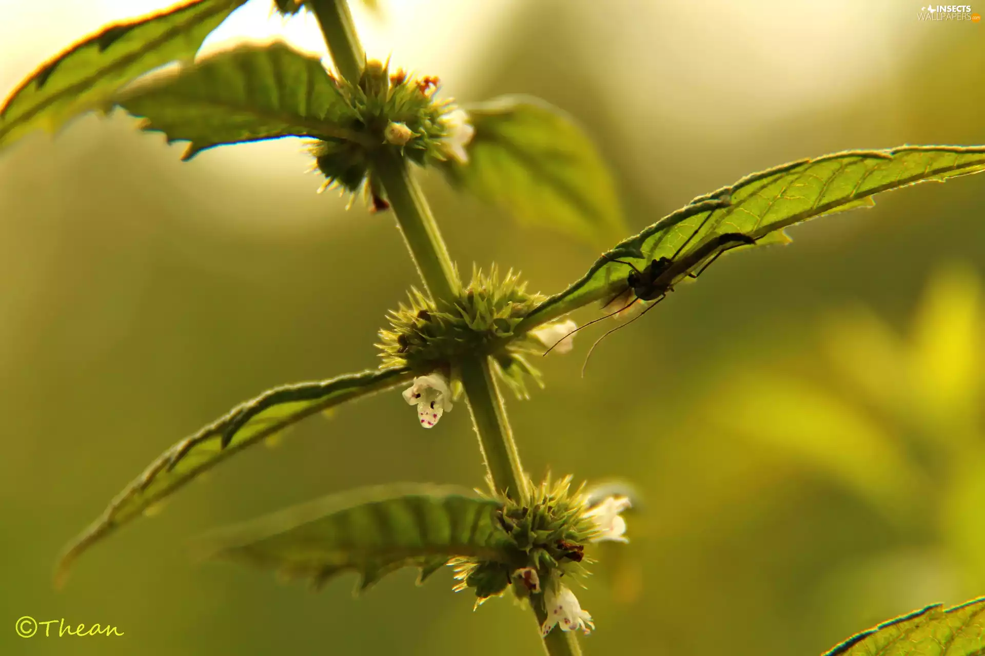 nettle, Flowers, mosquito, White