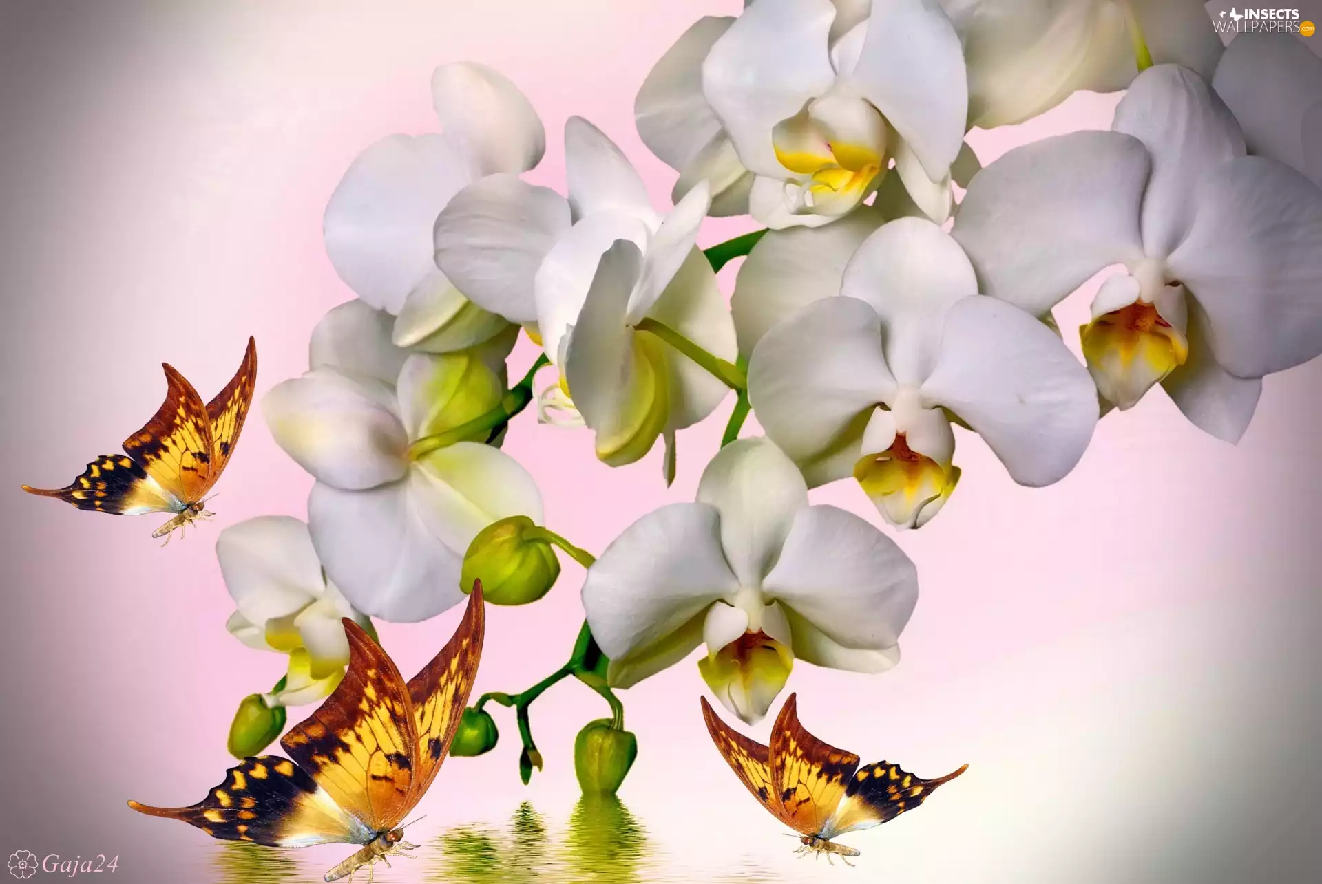 Art, White Orchids, Yellow Butterflies