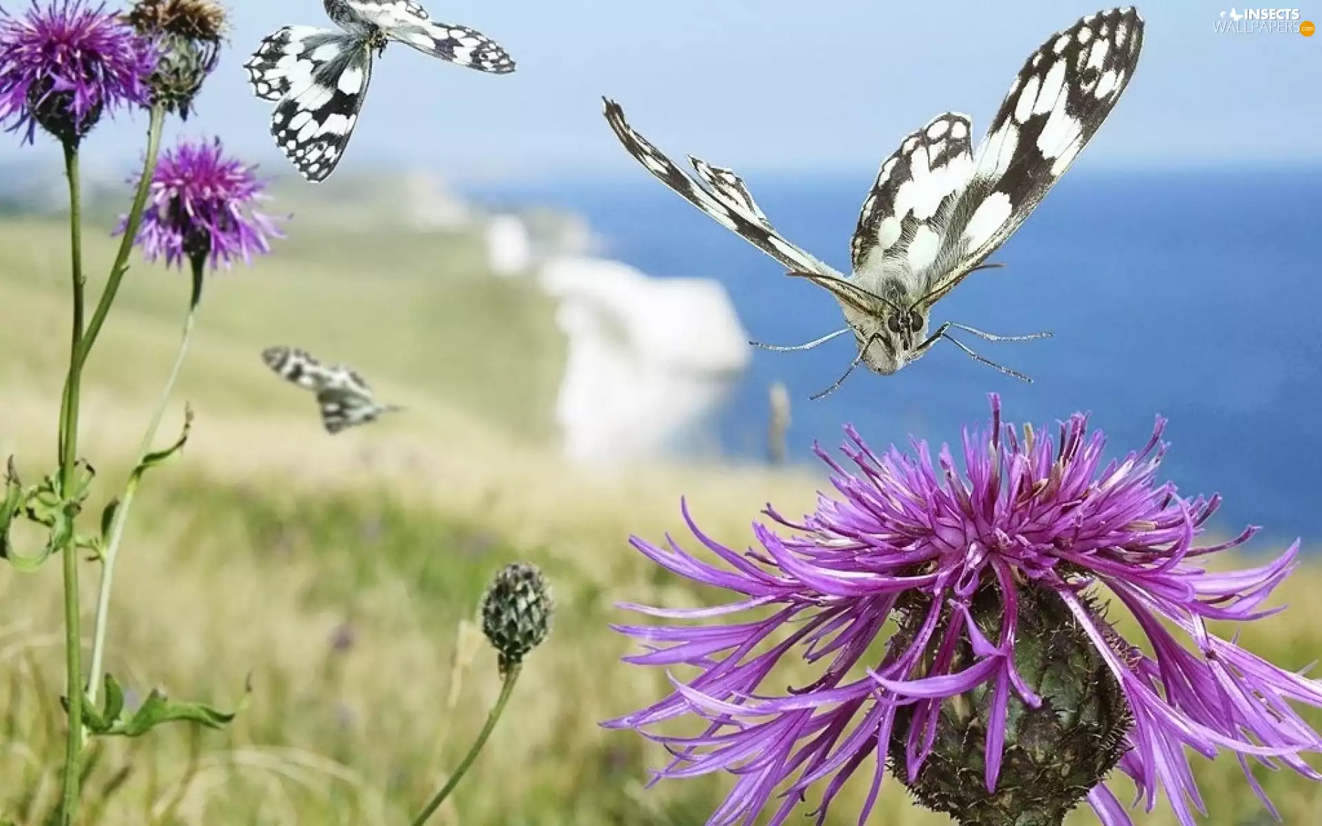 Thistles, Black, butterflies, white