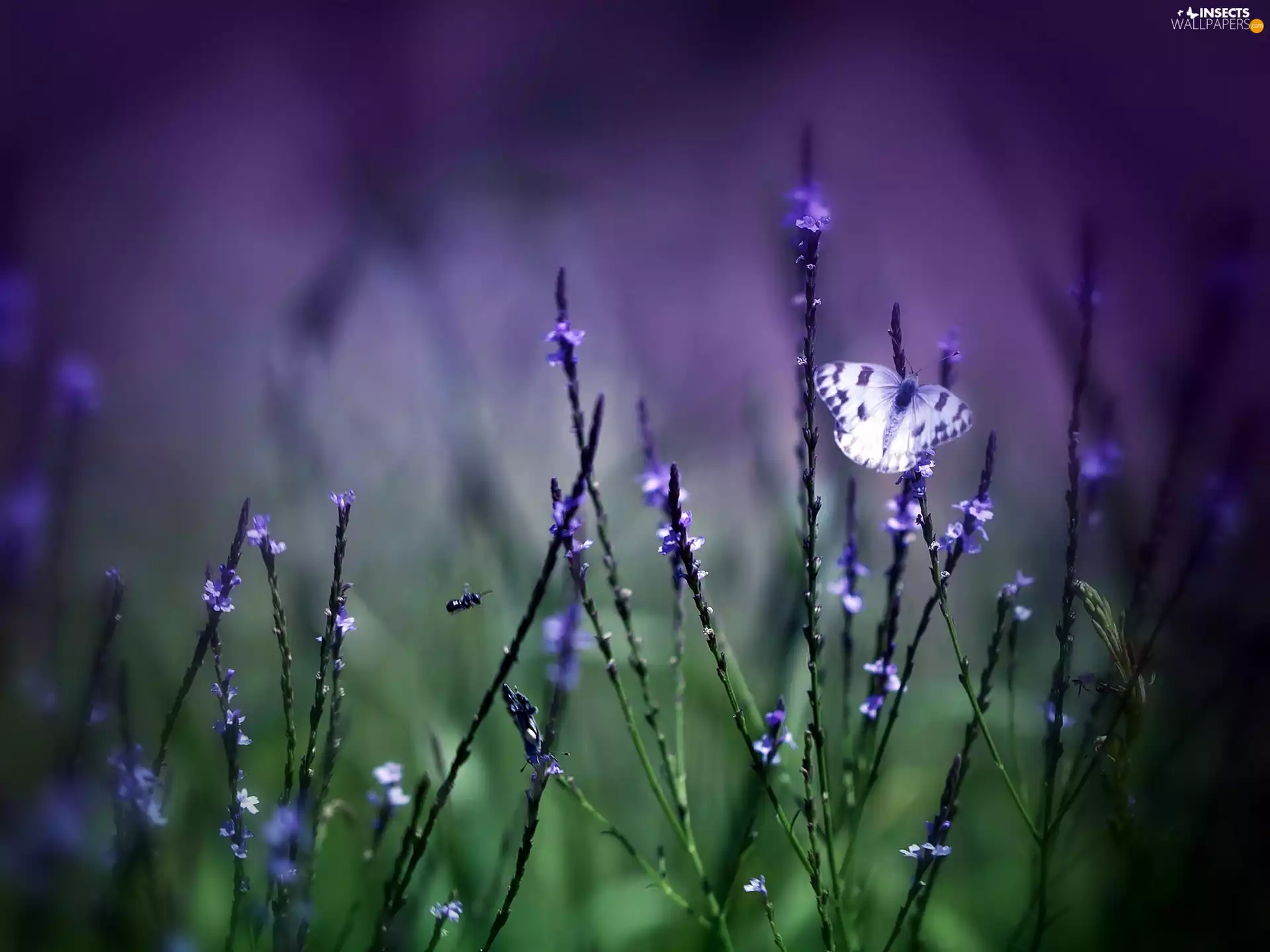 butterfly, Flowers, blur, Wildflowers