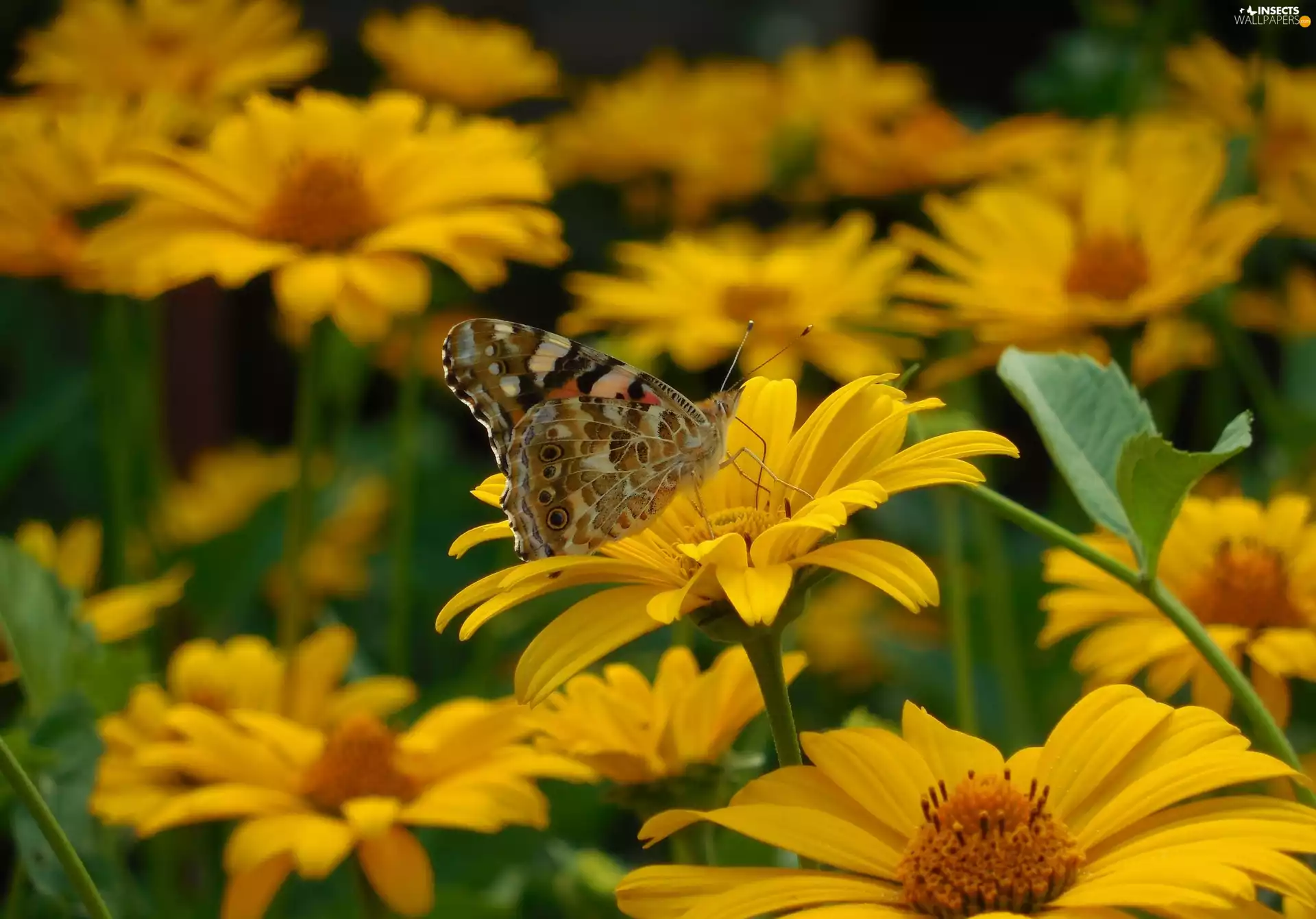 Yellow, Flowers, butterfly, Wildflowers