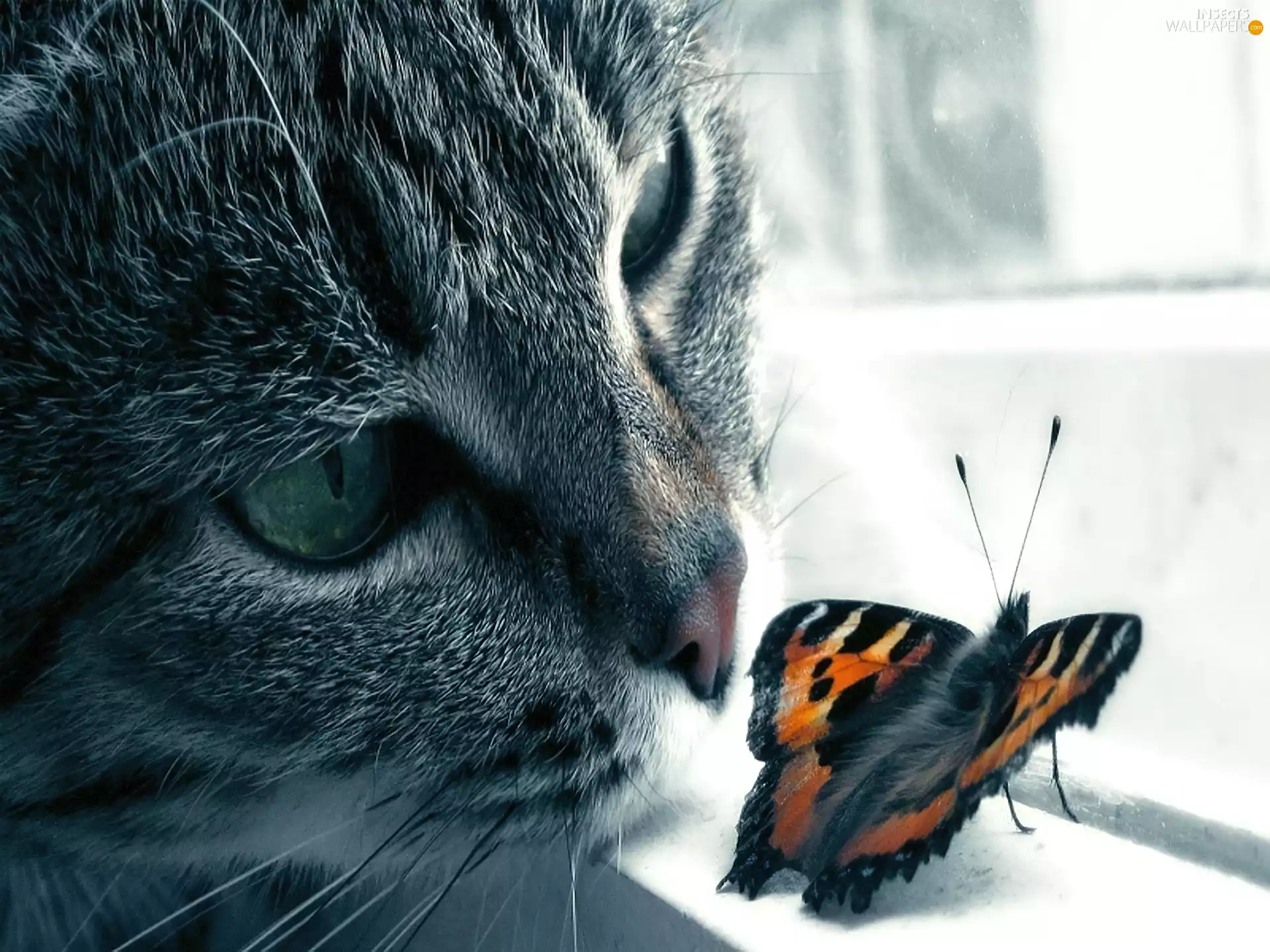 Window, cat, butterfly
