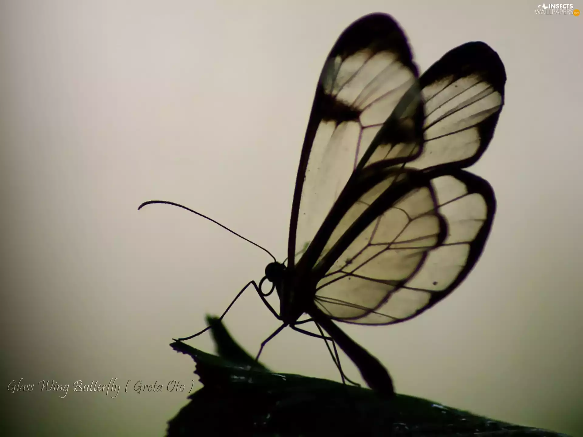 Glass, butterfly, outline, wing