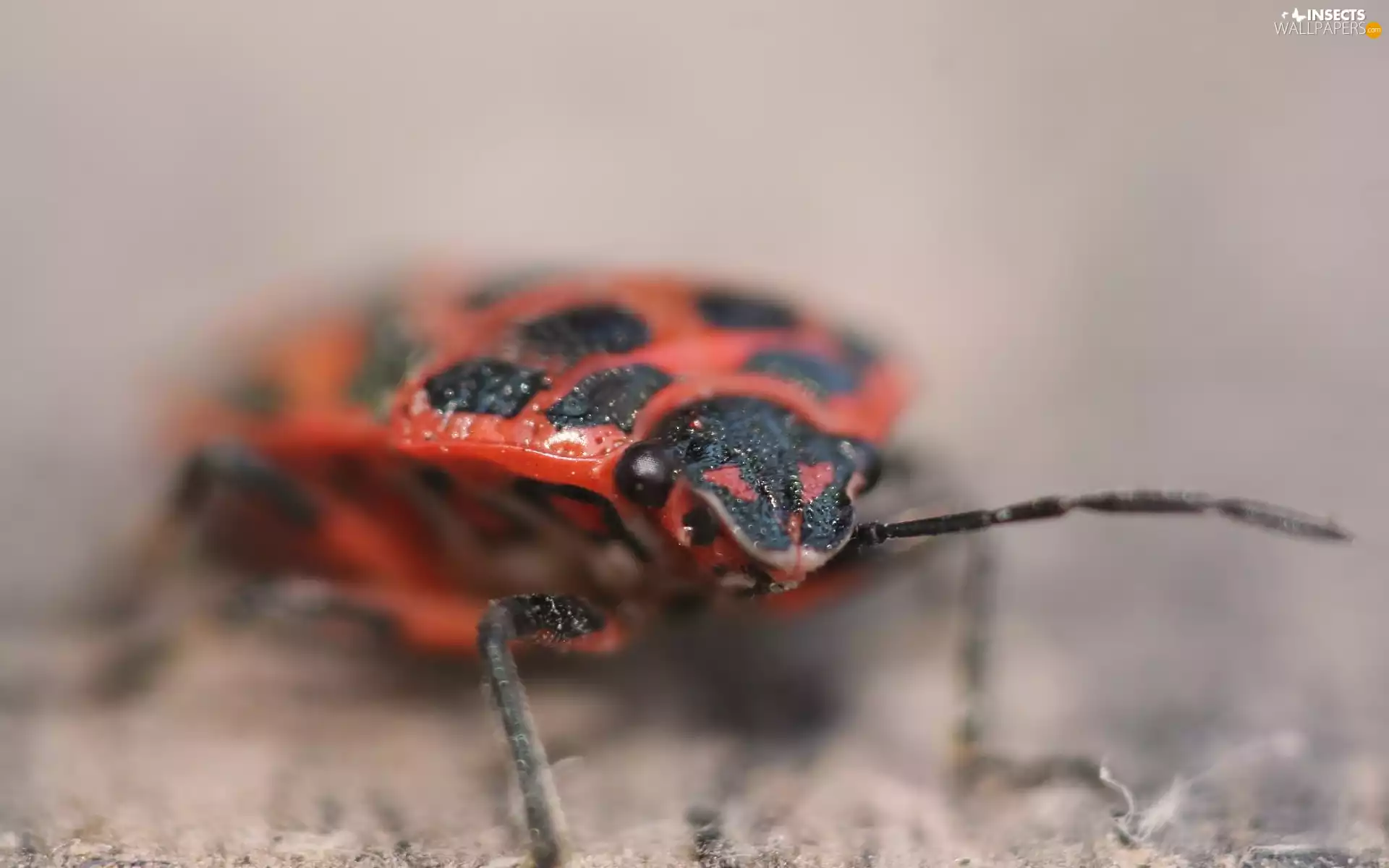 Wingless, Pluskwiak, smith