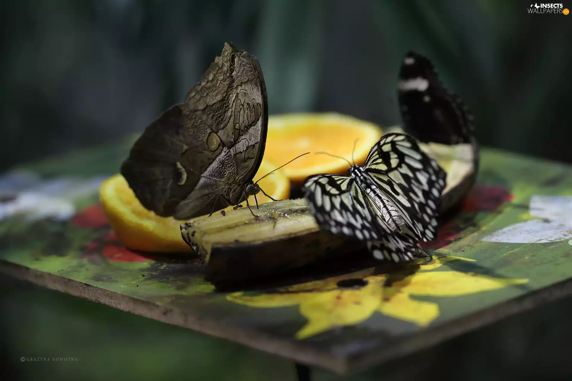 wings, butterflies, Banana