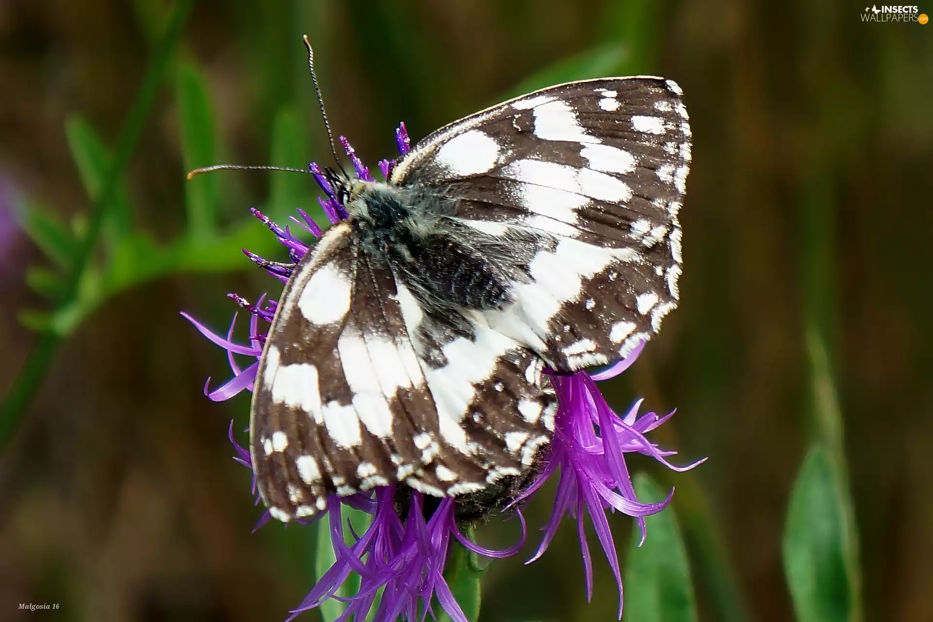 wings, sitter, butterfly