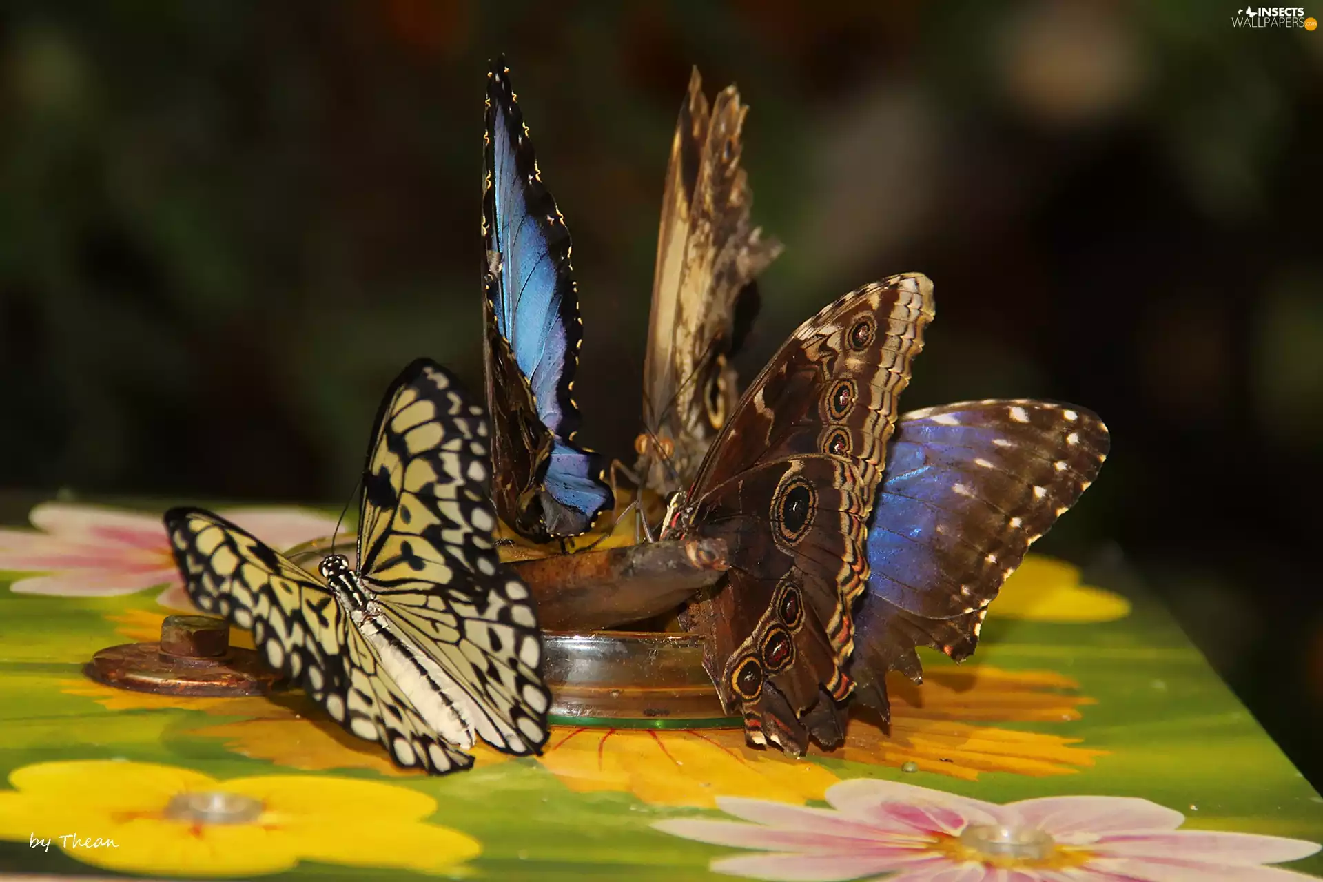 wings, butterflies, color