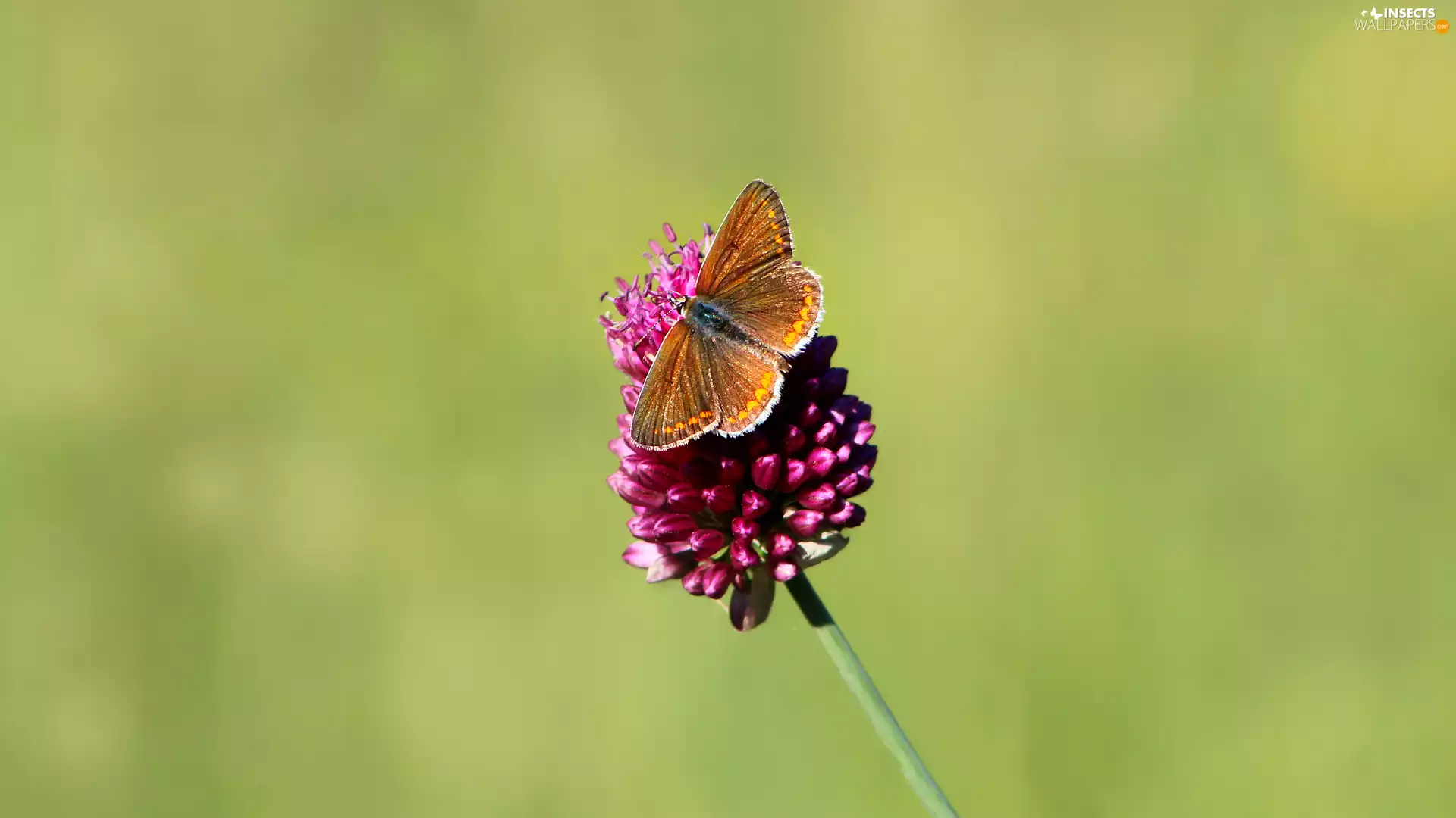 Colourfull Flowers, butterfly, wings