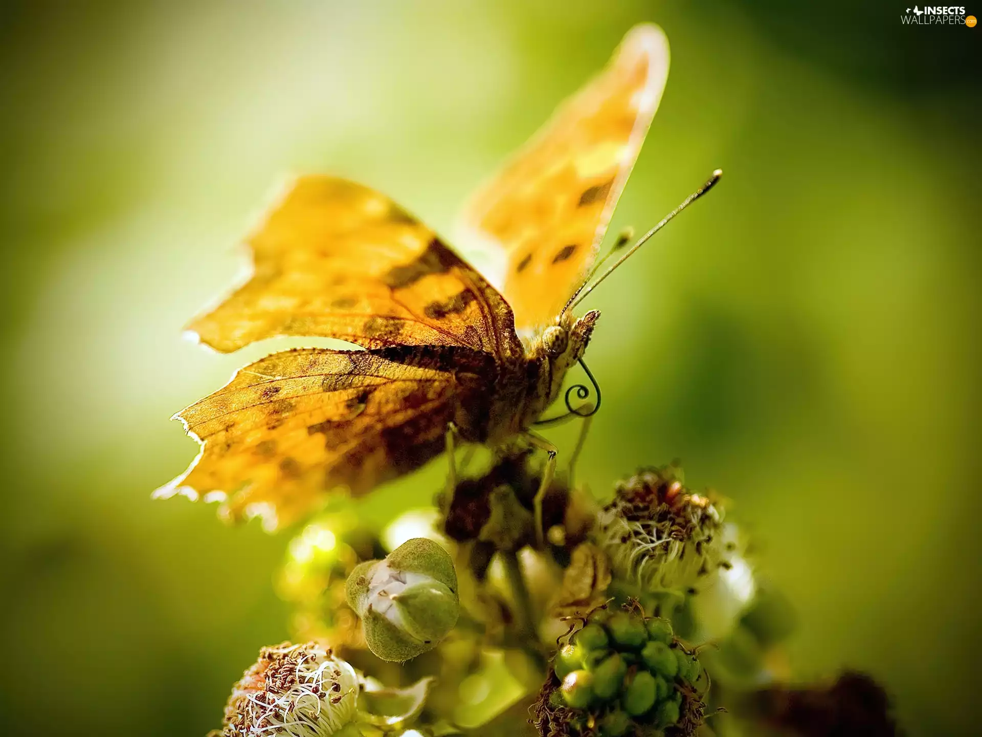 Yellow, wings, Colourfull Flowers, butterfly