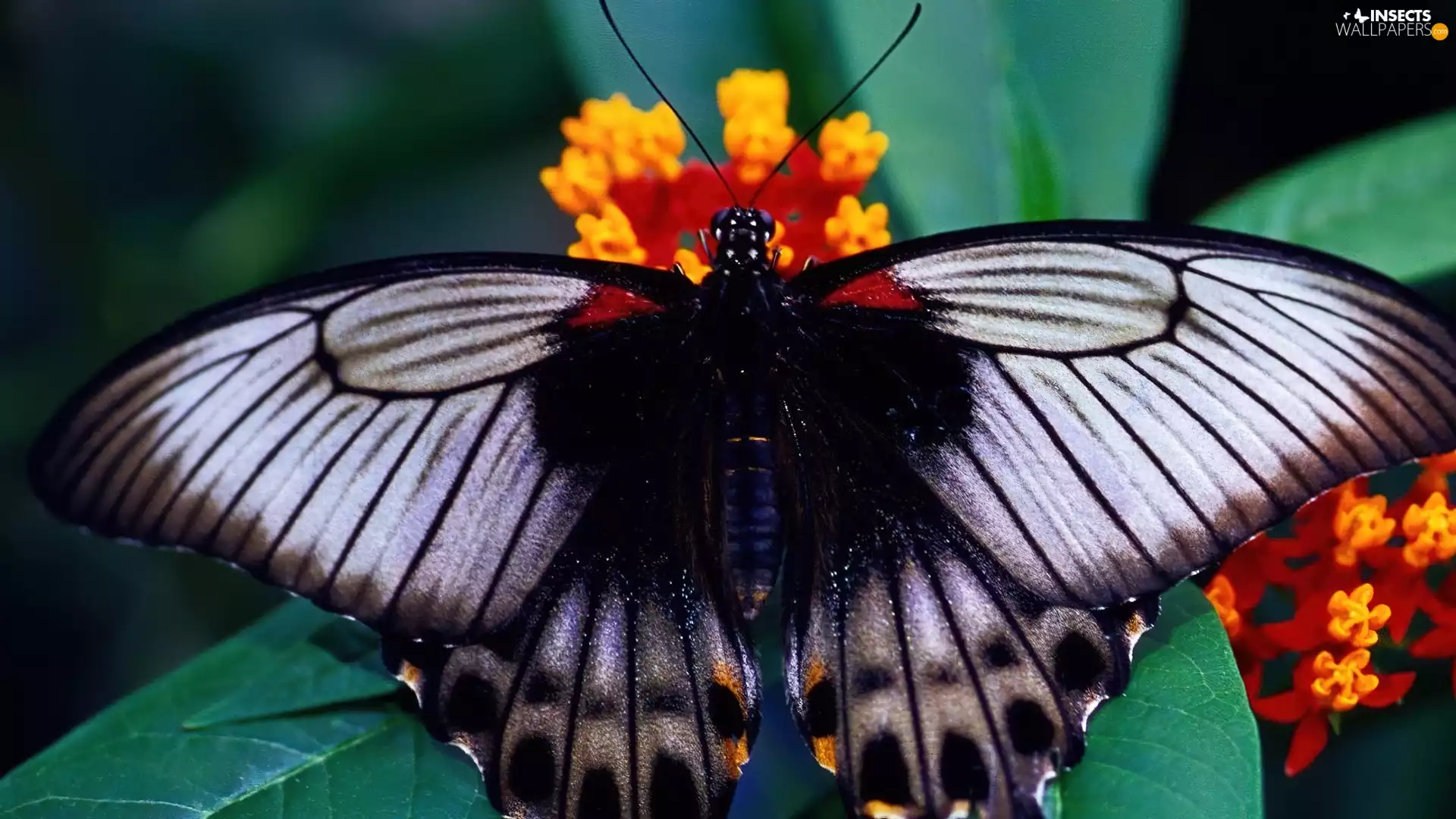 Colourfull Flowers, butterfly, wings
