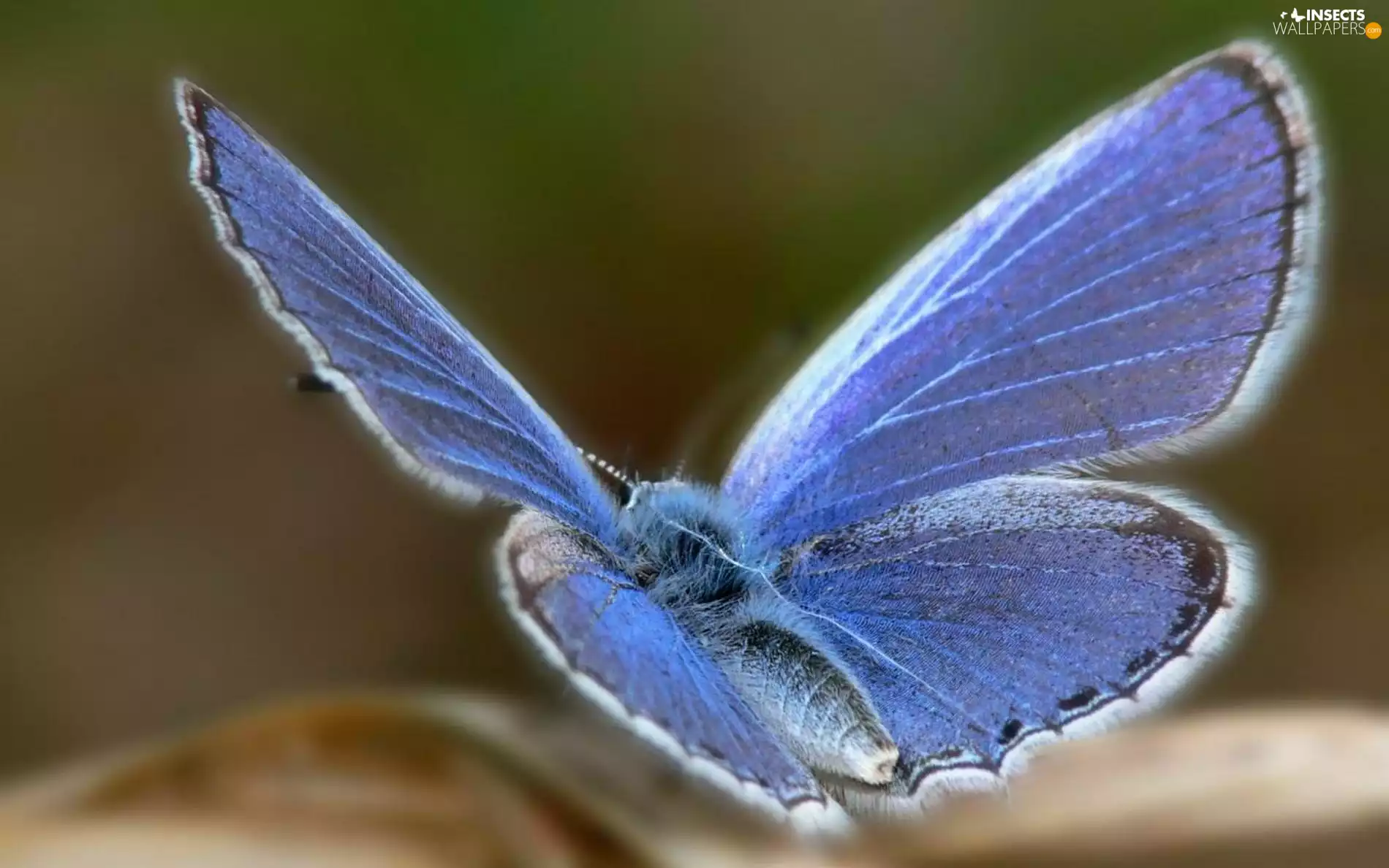 butterfly, wings, dust, Dusky Icarus