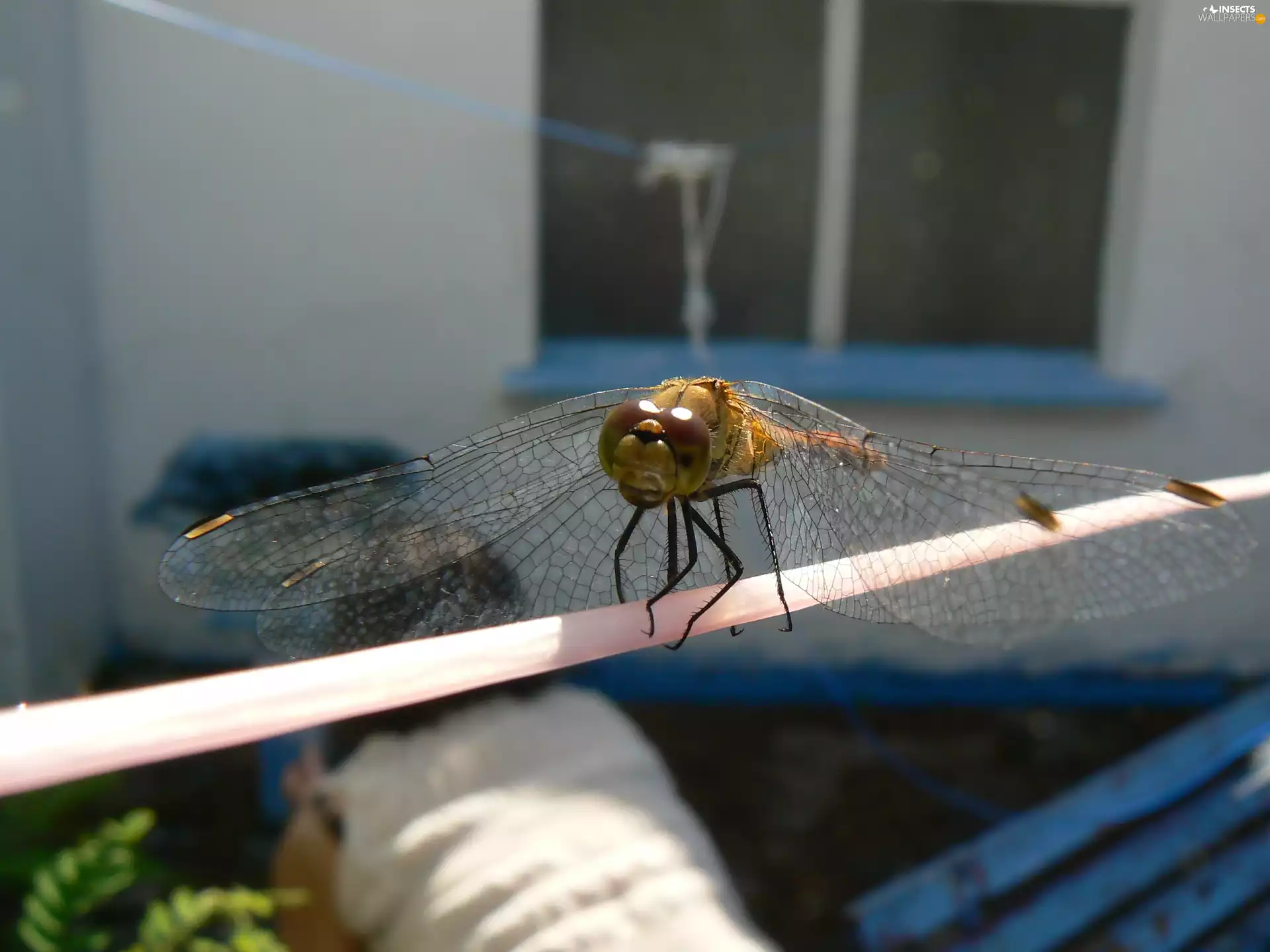 Eyes, dragon-fly, wings