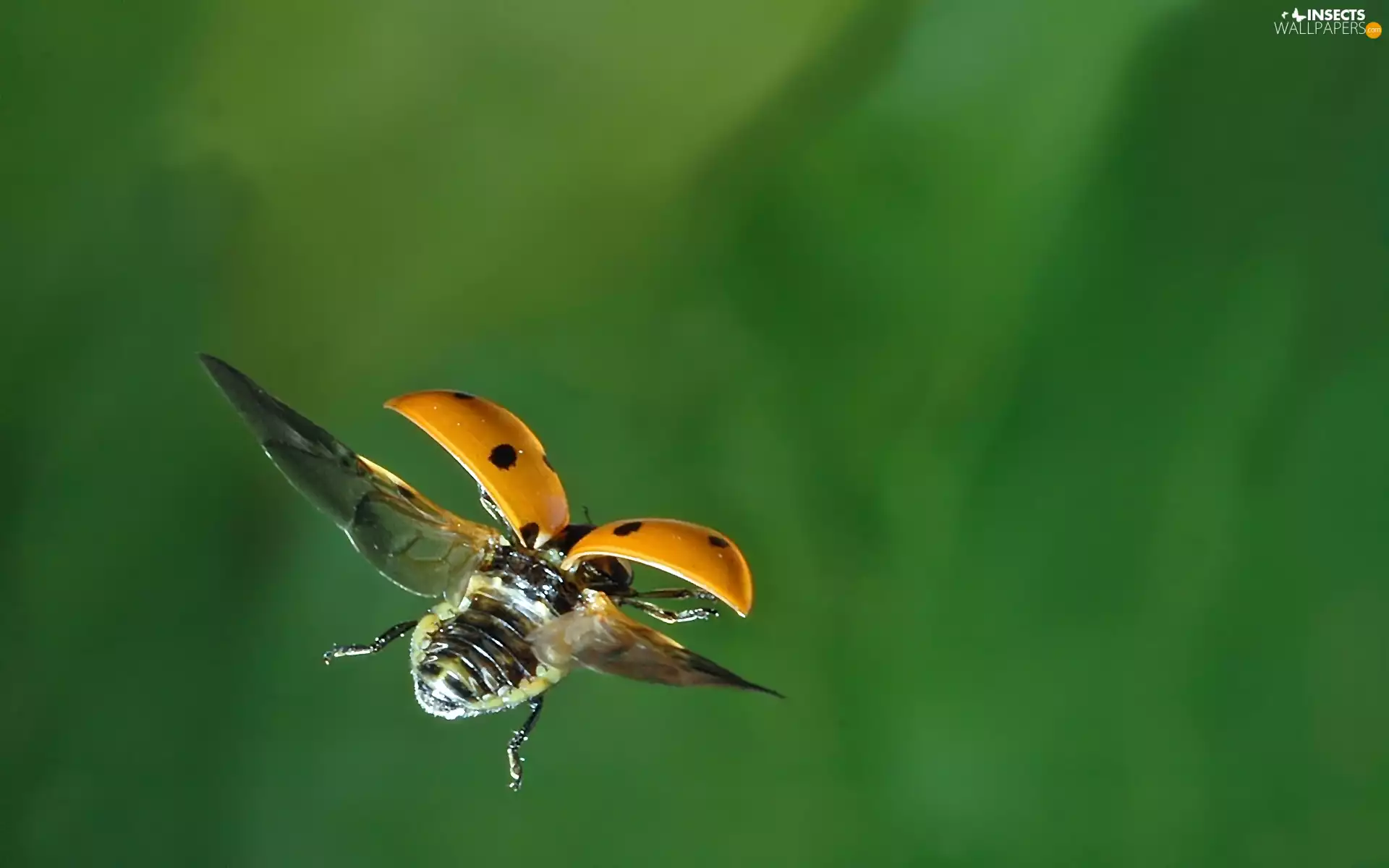 wings, ladybird, flight