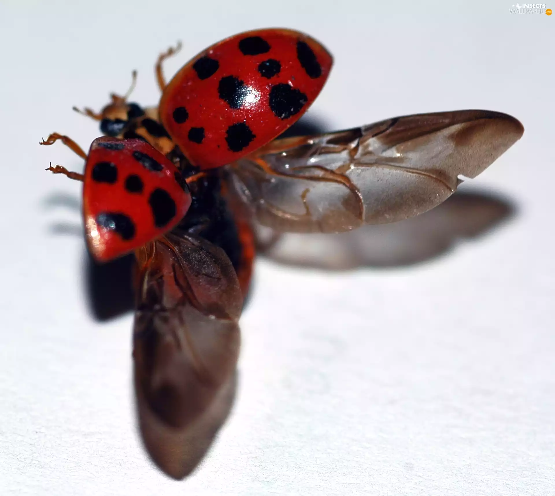 wings, Two, ladybugs