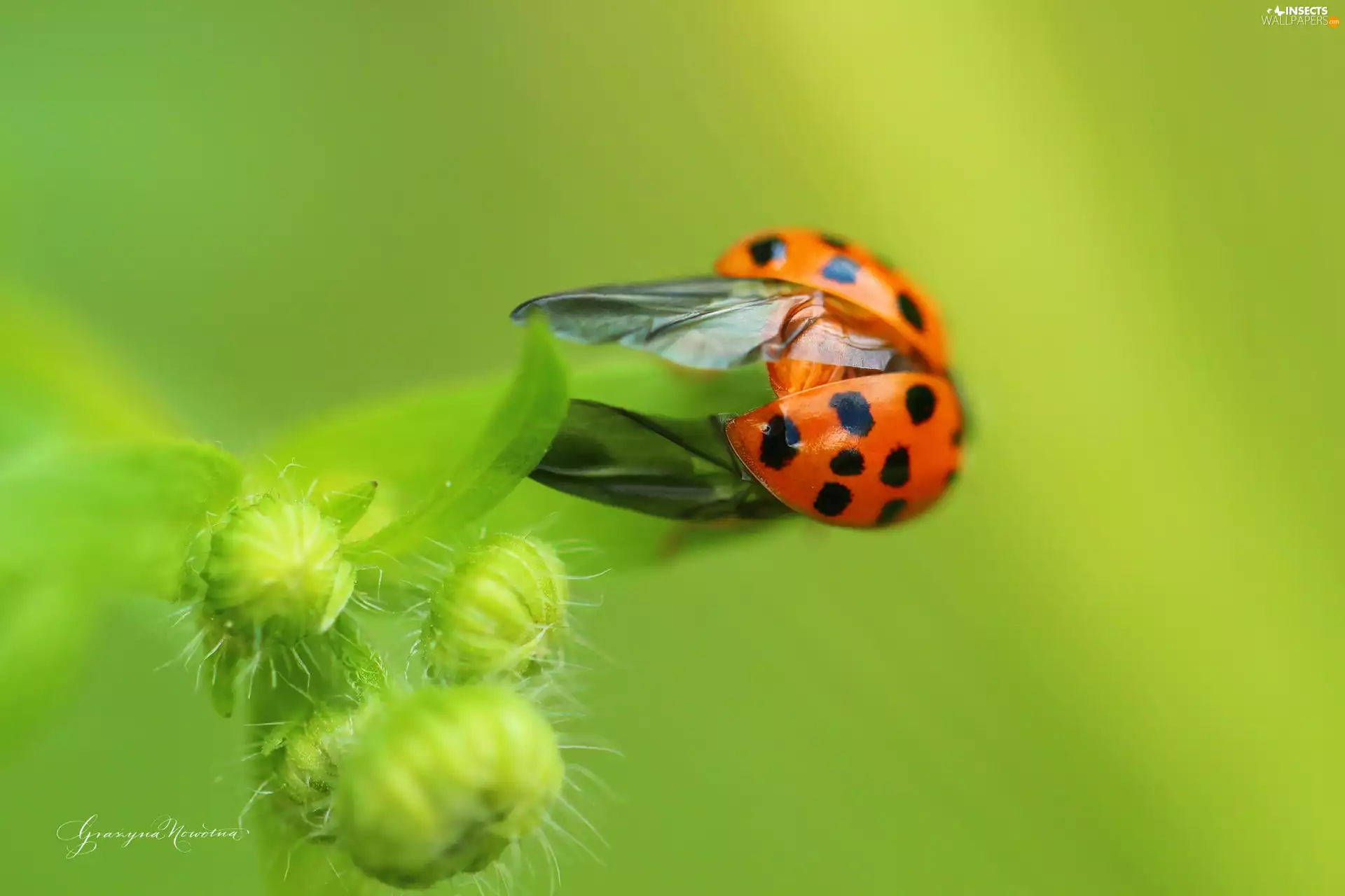 Spots, wings, Red, Insect, ladybird