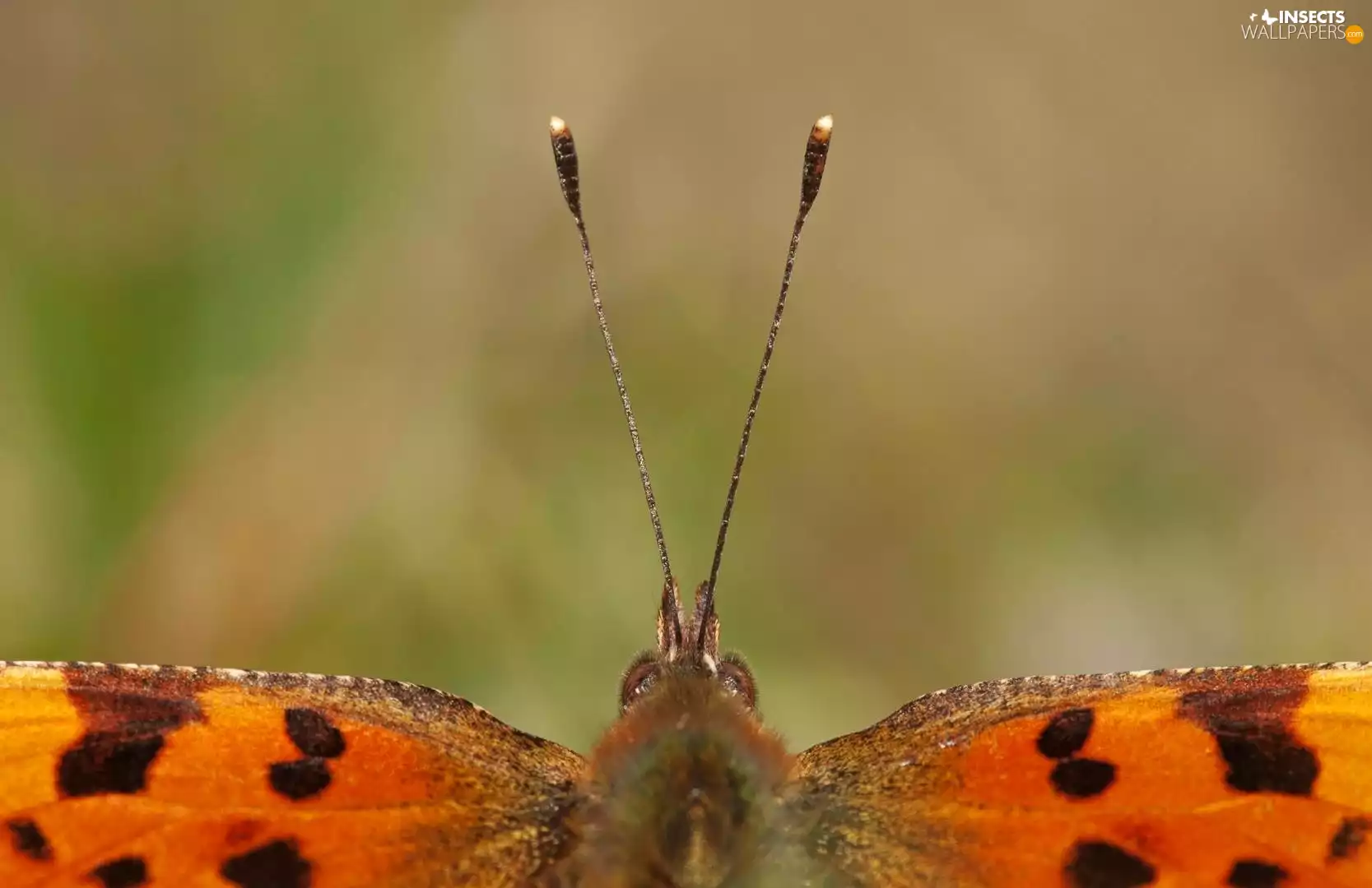 wings, butterfly, tentacles