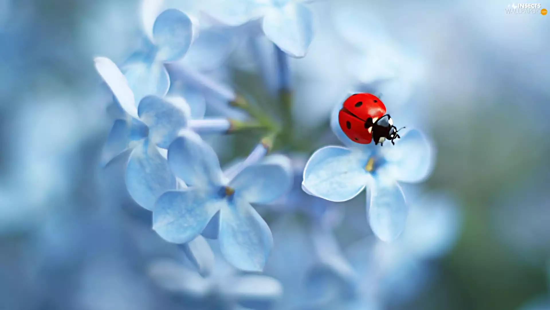 Flowers, Insect, ladybird, without
