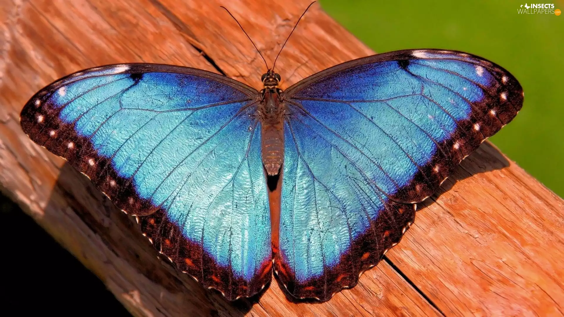 Wood, blue, butterfly