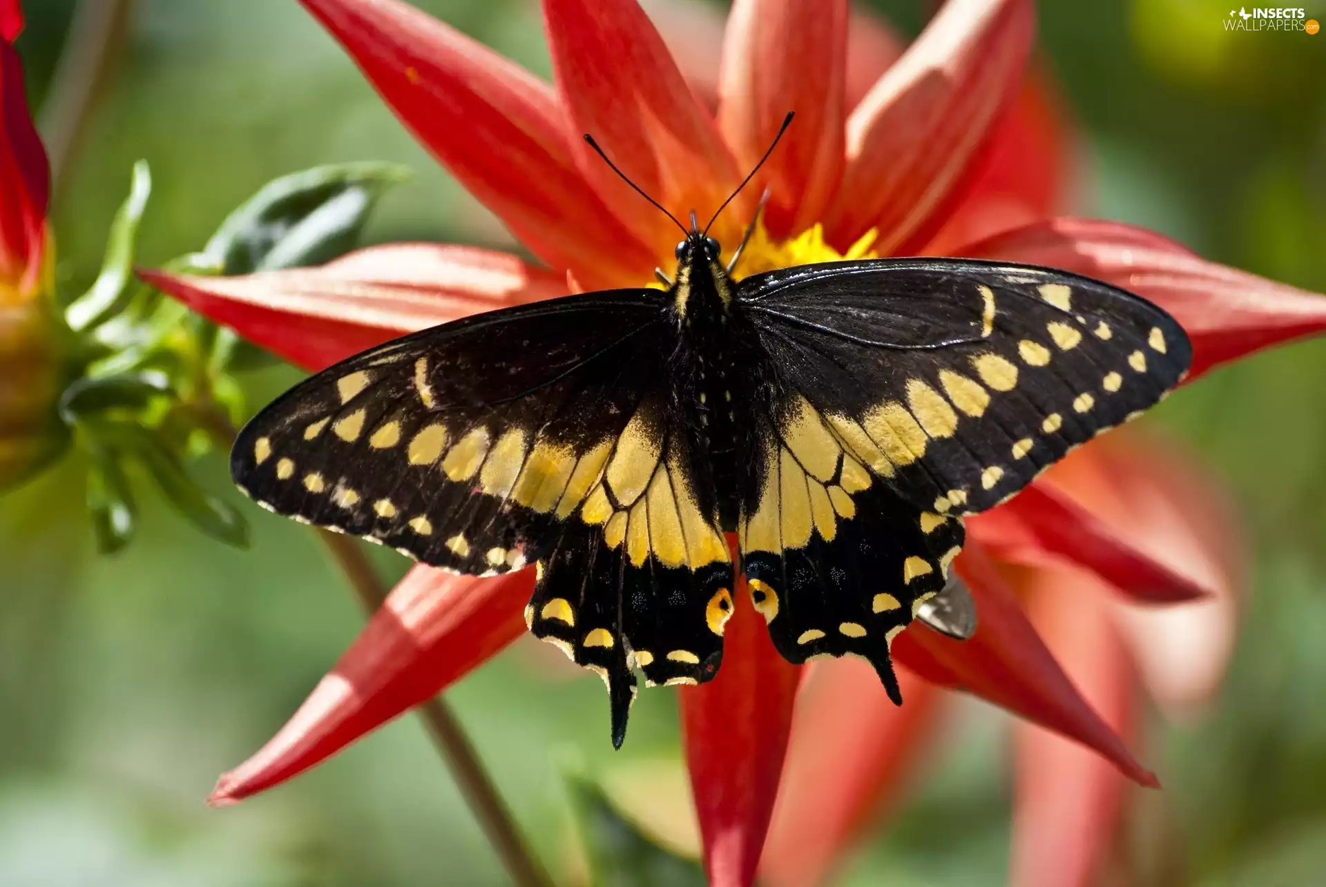 Red, Colourfull Flowers, Yellow, butterfly, black