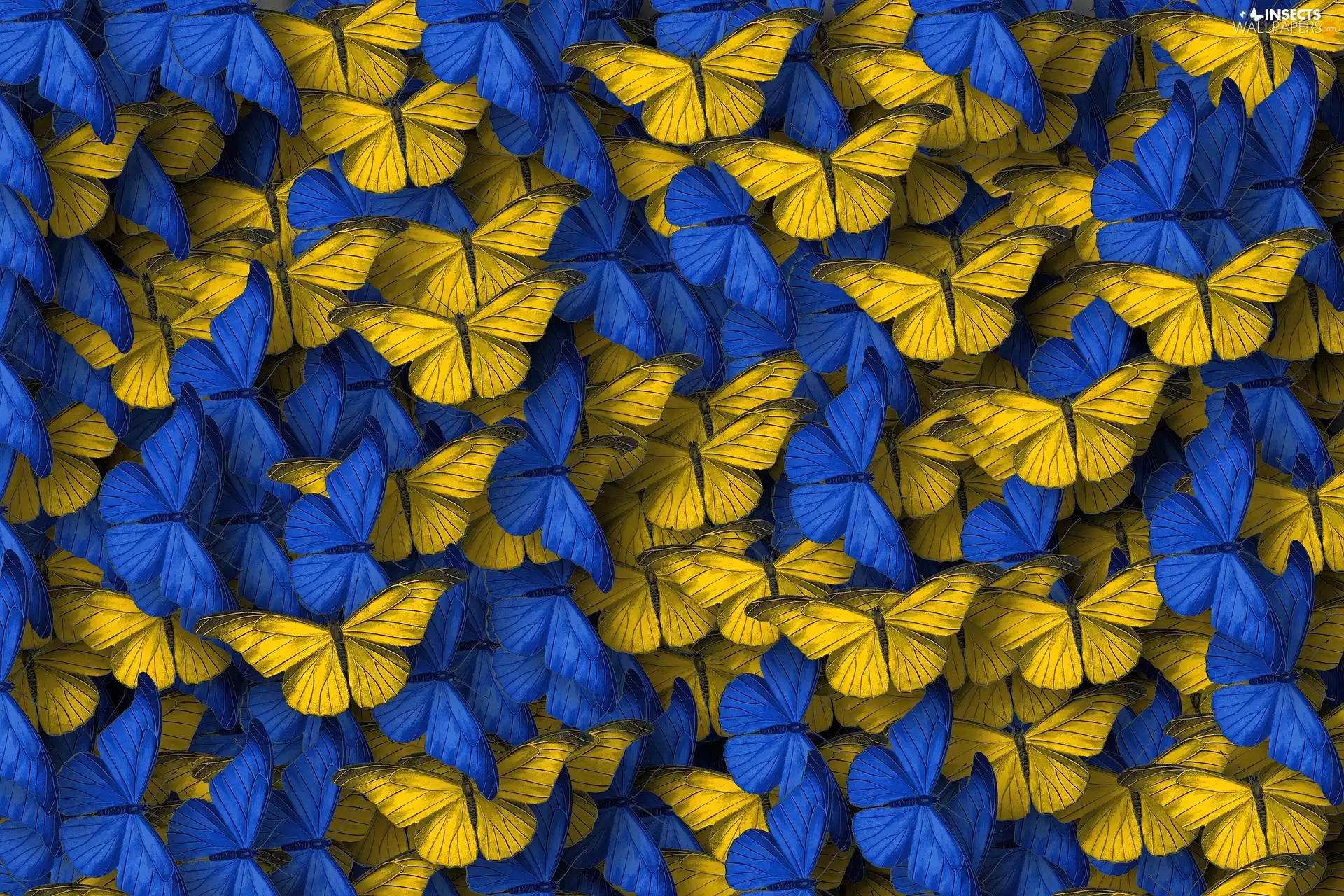 Blue, butterflies, 2D, Yellow