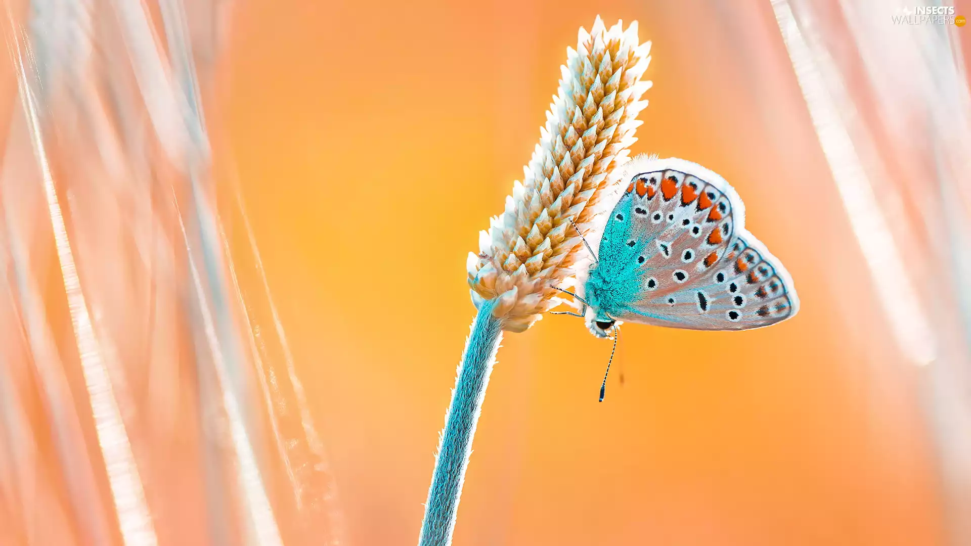 plant, Dusky Icarus, Yellow Background, butterfly