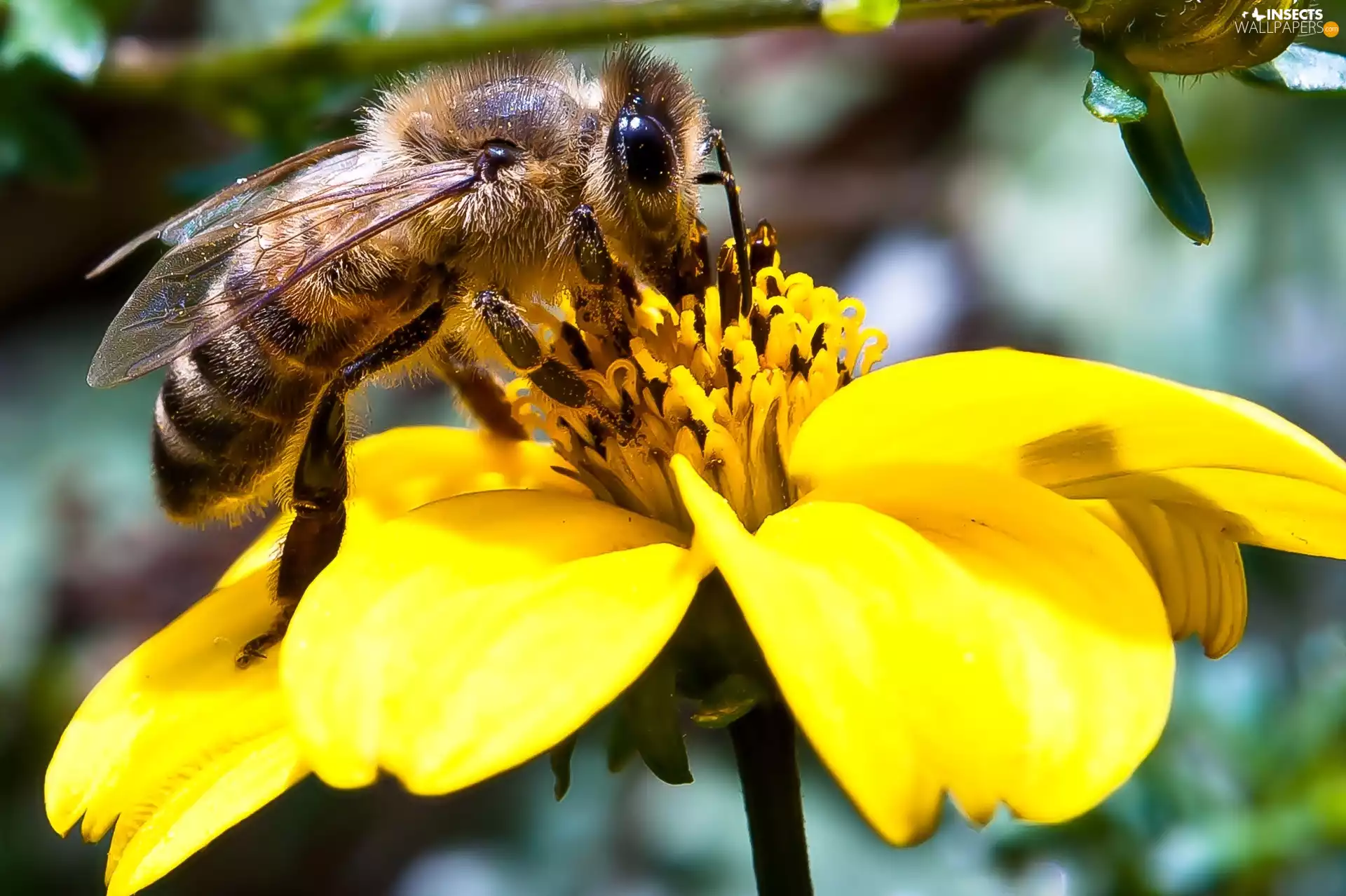 Colourfull Flowers, bee, Yellow