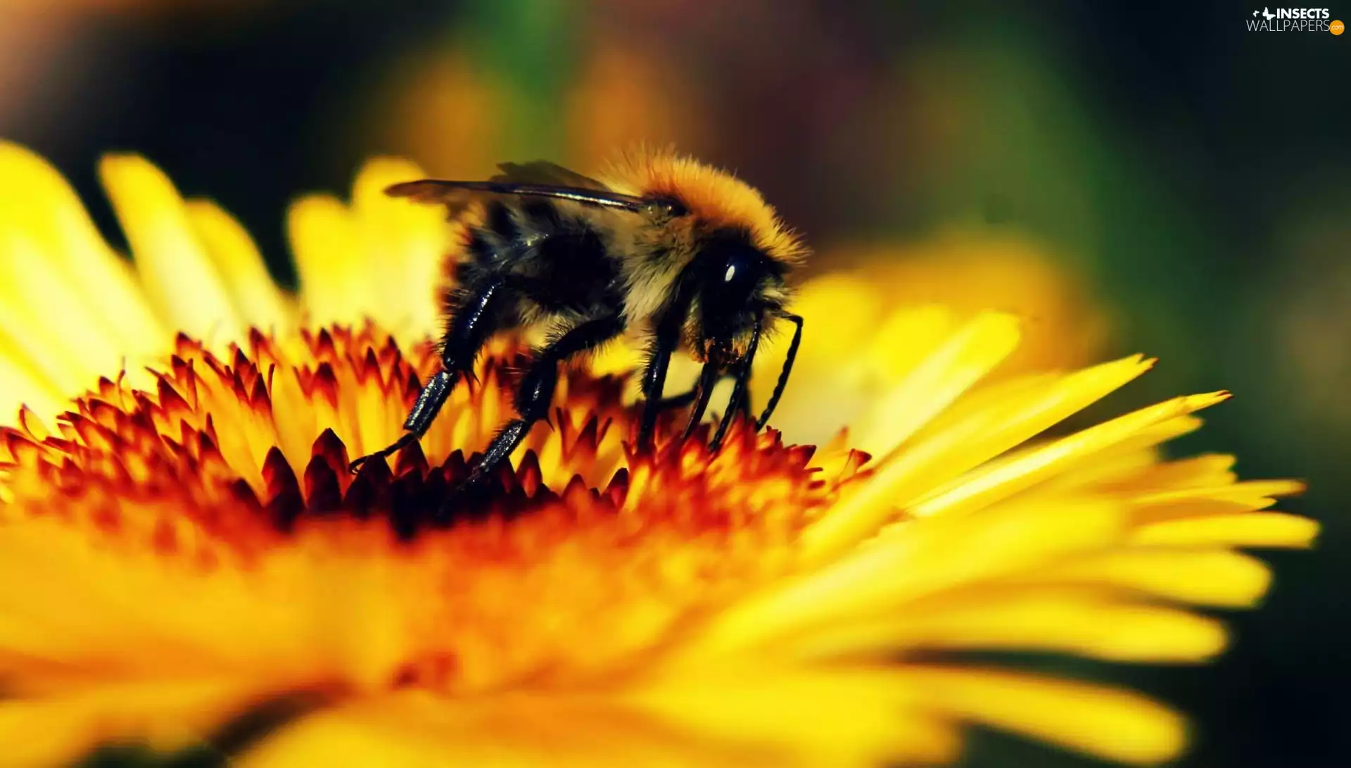 Colourfull Flowers, bee, Yellow