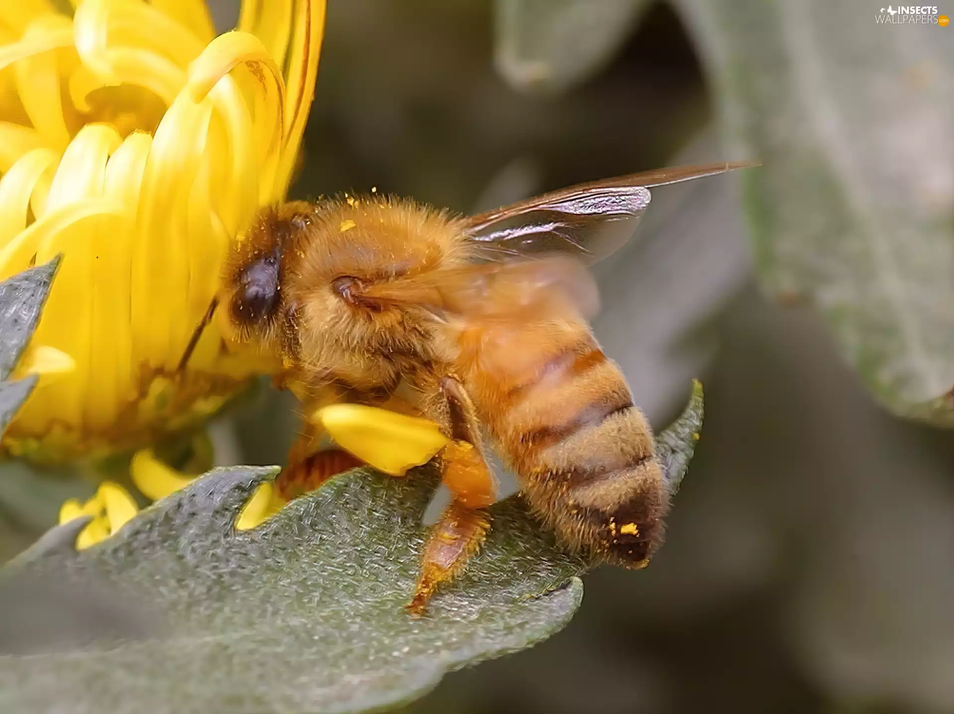 Colourfull Flowers, bee, Yellow