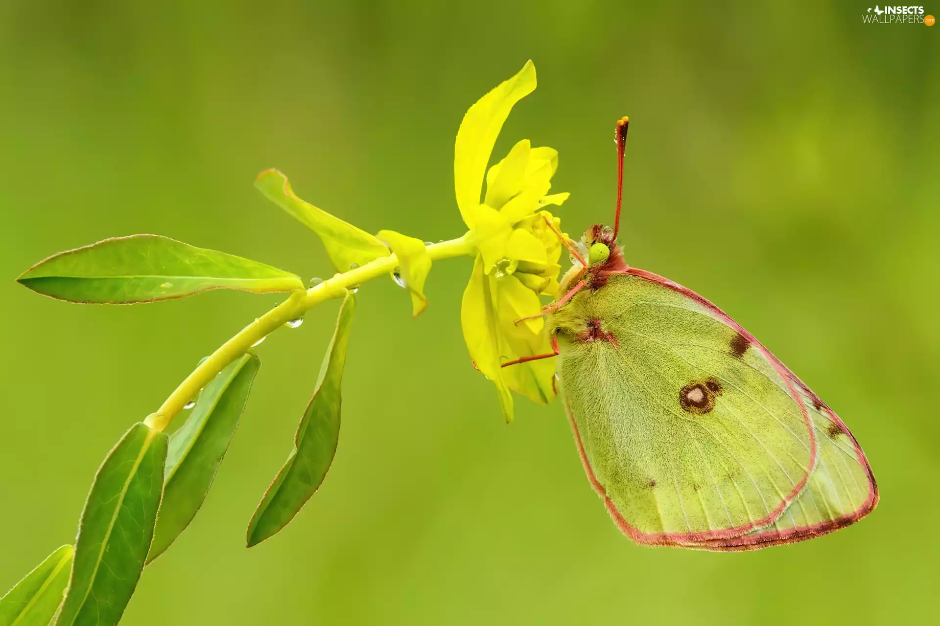 Colourfull Flowers, butterfly, Yellow