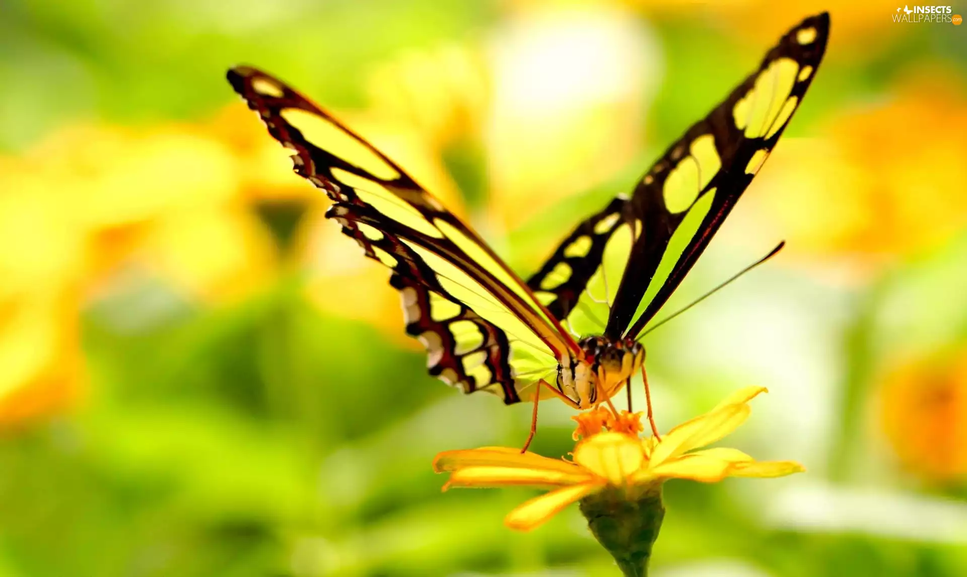 Colourfull Flowers, butterfly, Yellow