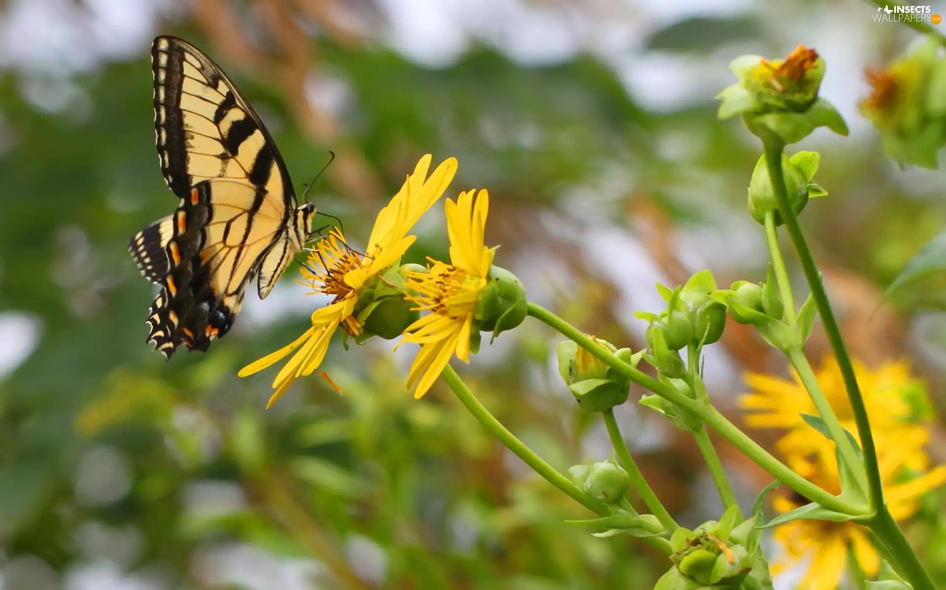 Colourfull Flowers, butterfly, Yellow