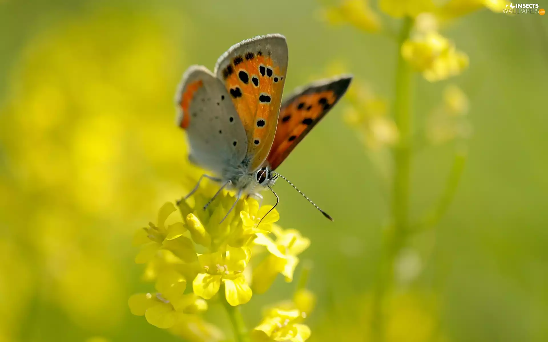 Colourfull Flowers, butterfly, Yellow