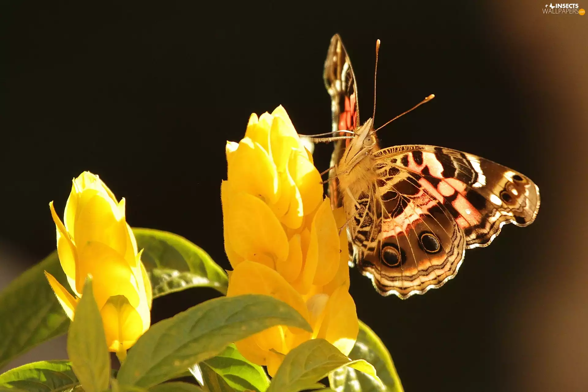 Colourfull Flowers, butterfly, Yellow