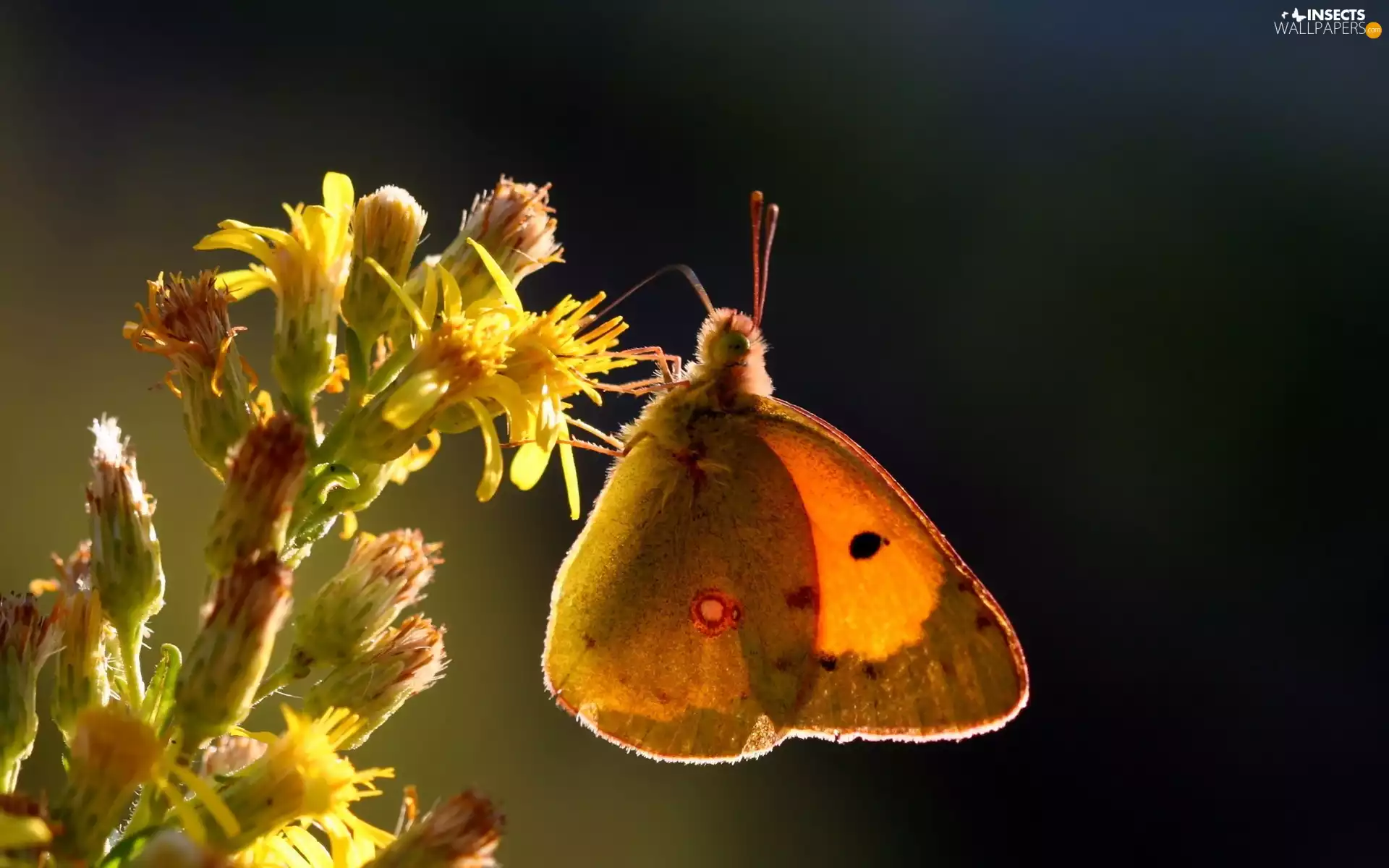 Insect, Yellow, Colourfull Flowers, butterfly