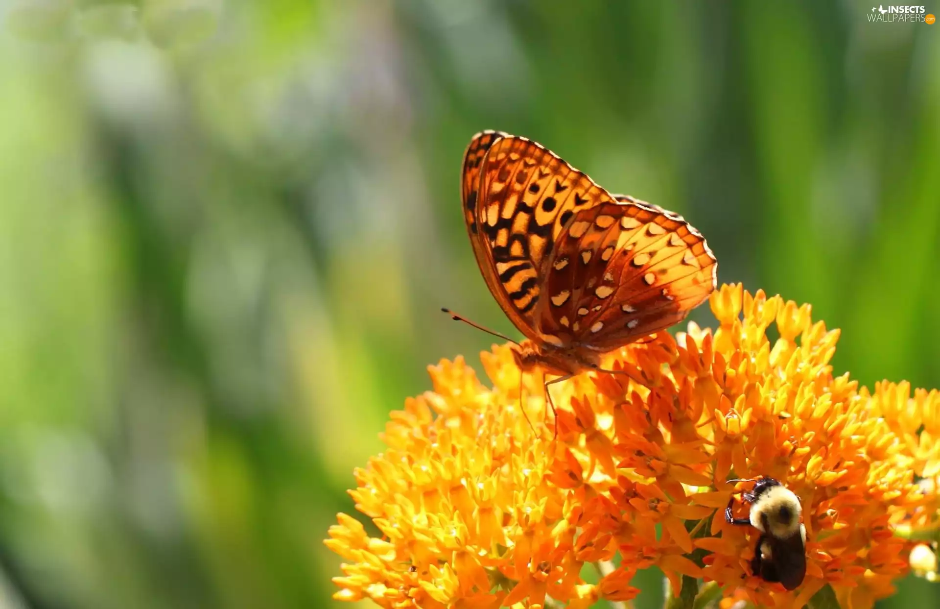 Colourfull Flowers, butterfly, Yellow