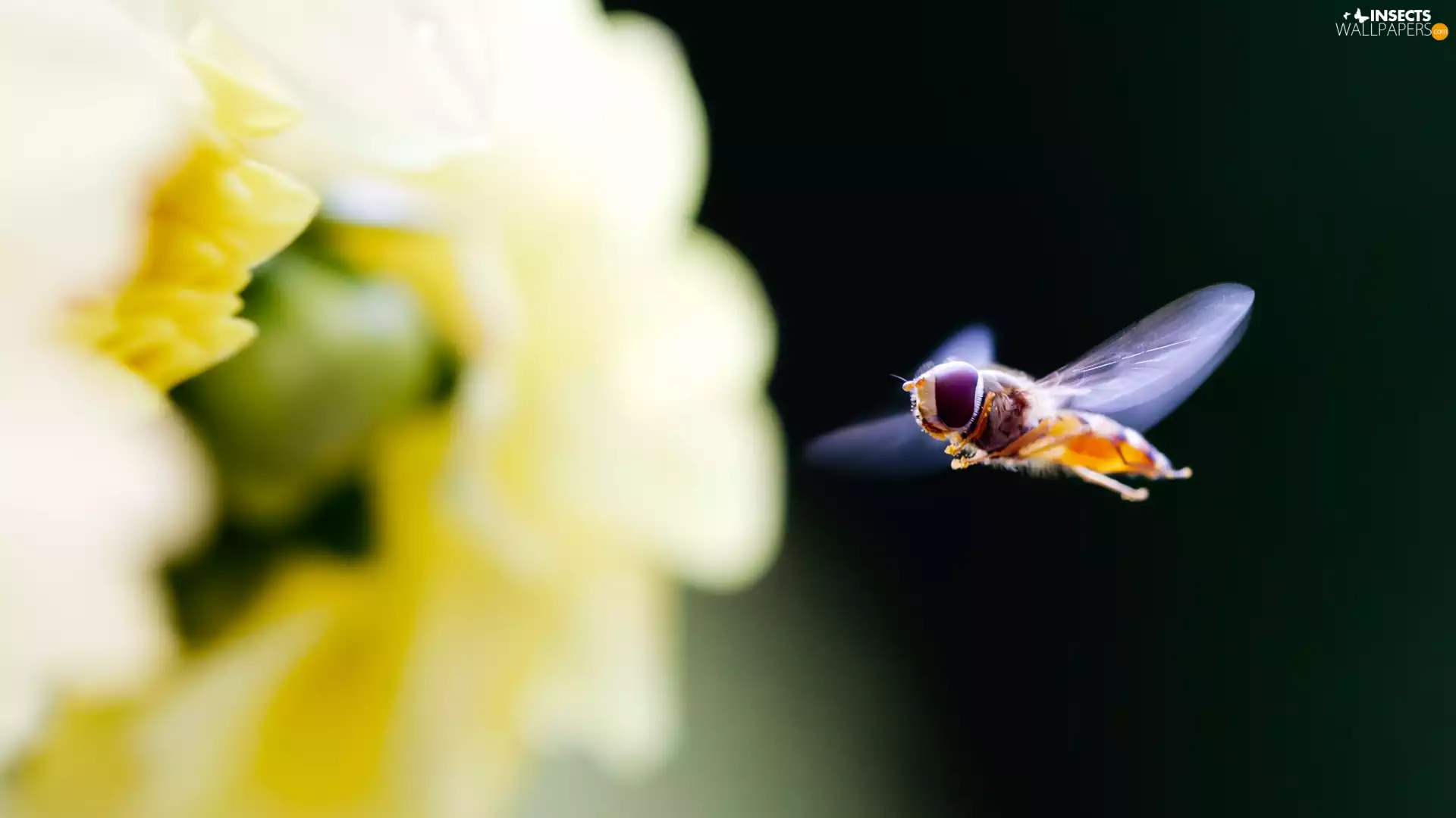 Colourfull Flowers, fly, Yellow