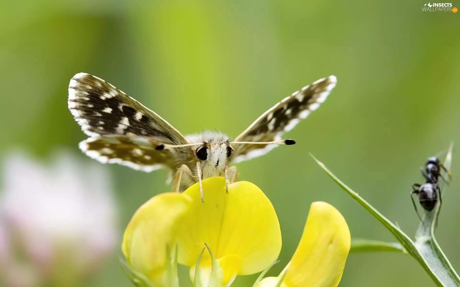 Colourfull Flowers, moth, Yellow