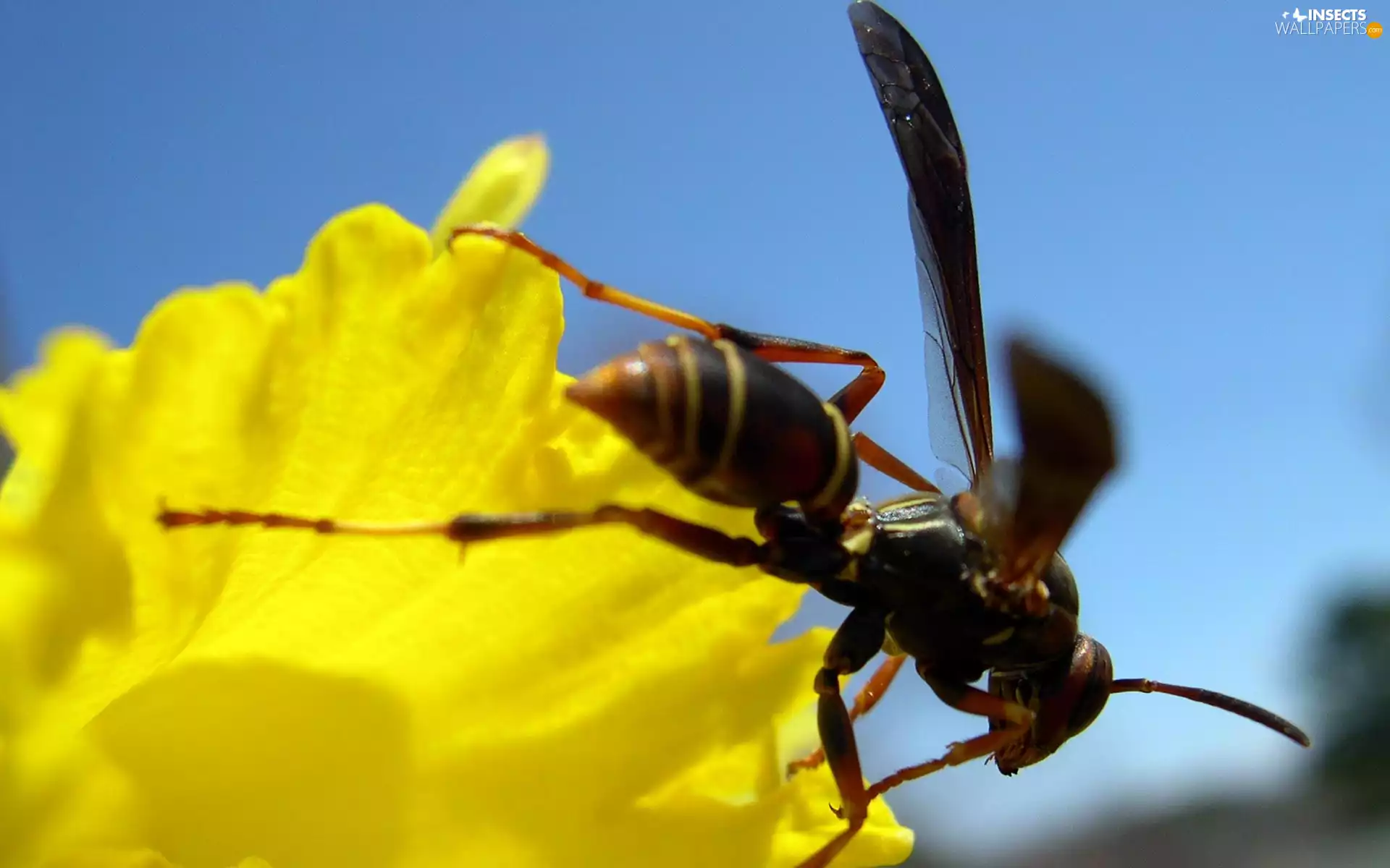 Colourfull Flowers, wasp, Yellow