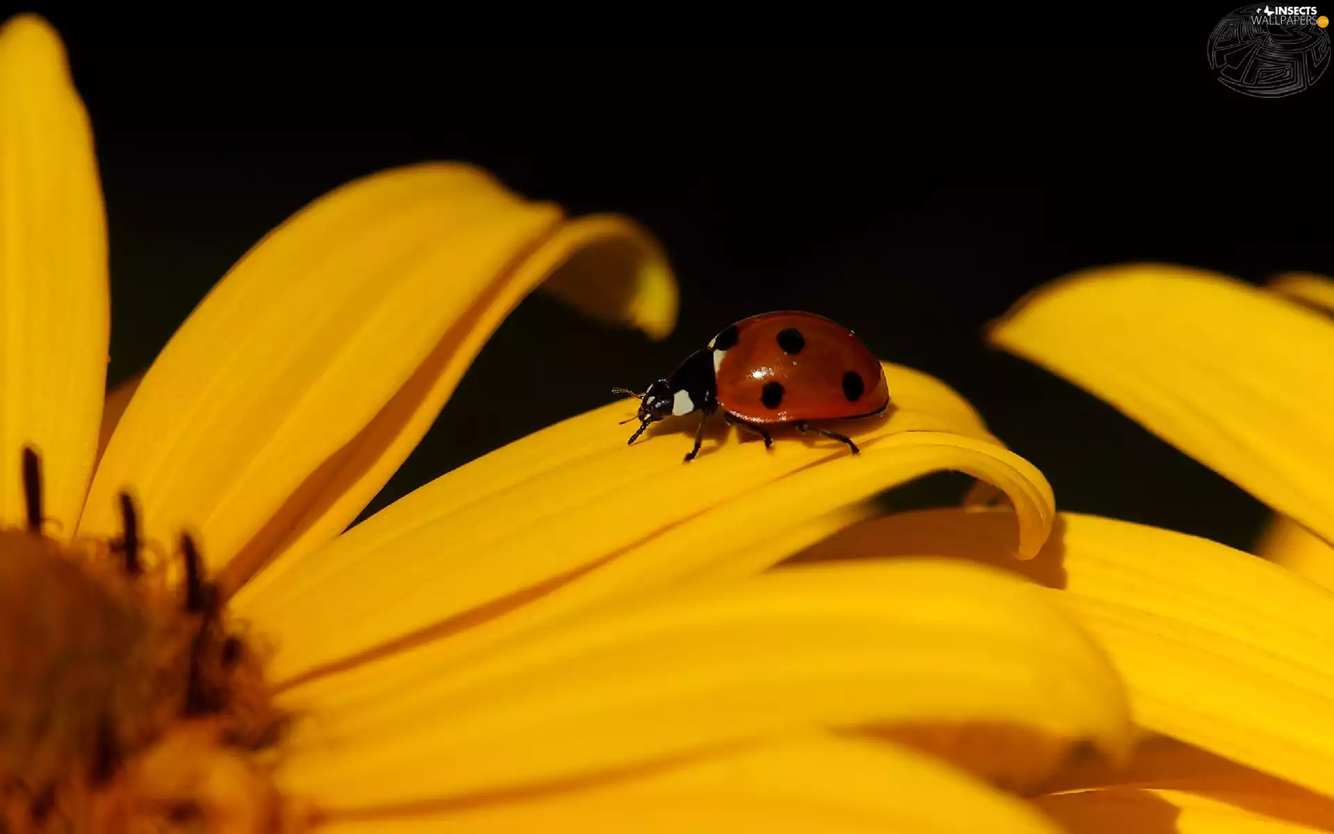 ladybird, Yellow, flakes, Colourfull Flowers