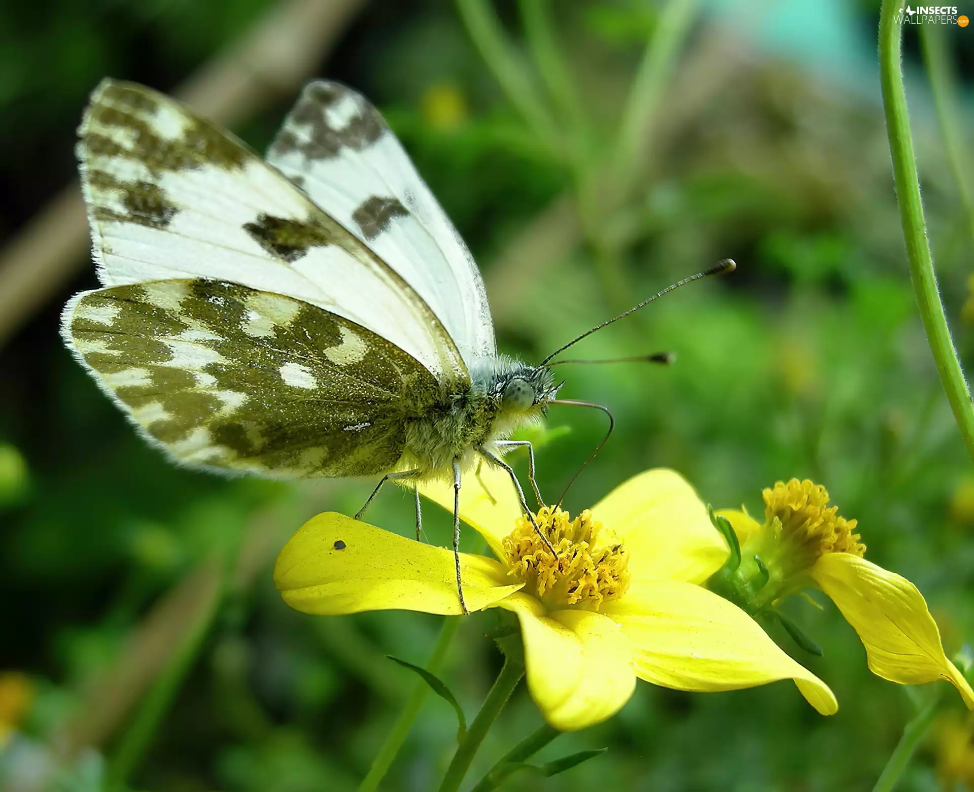 butterfly, Yellow, Flower, Bielinek Rukiewnik