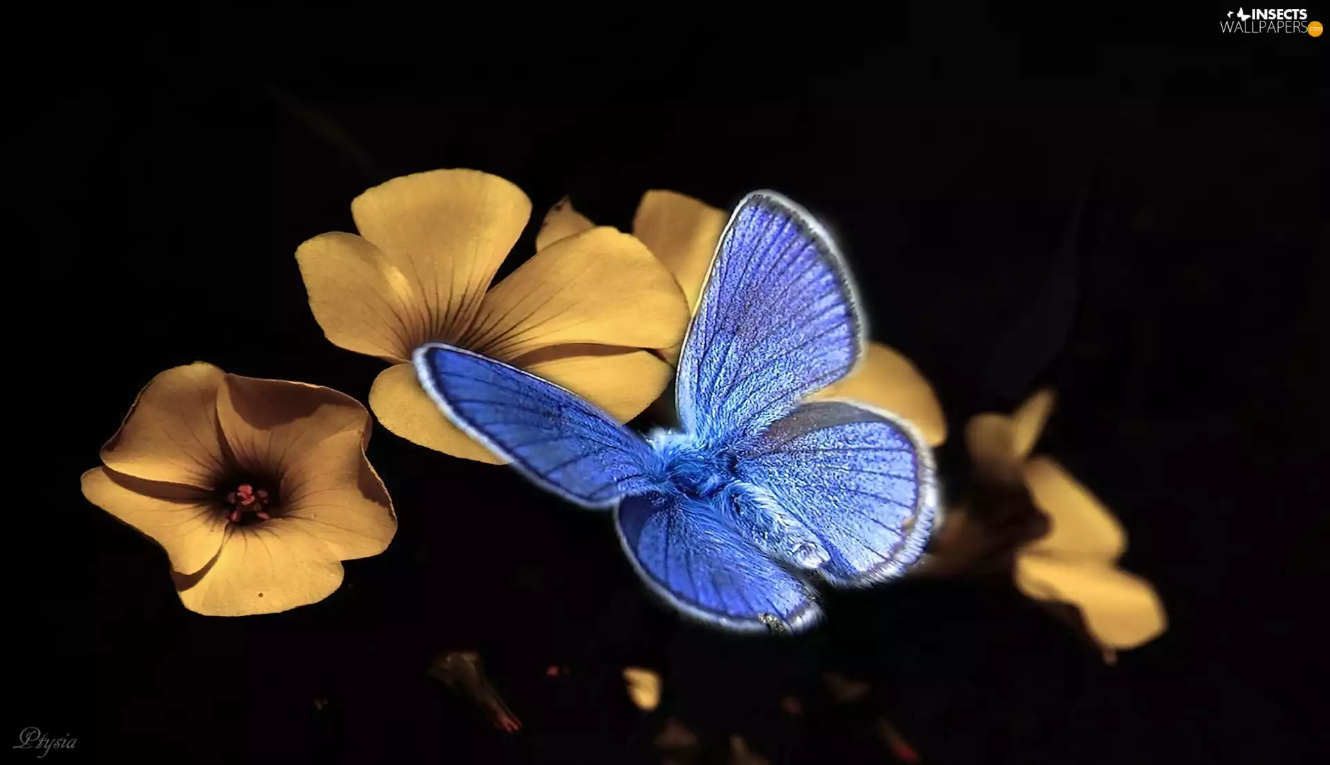 blue, Yellow, Flowers, Phengaris Butterfly