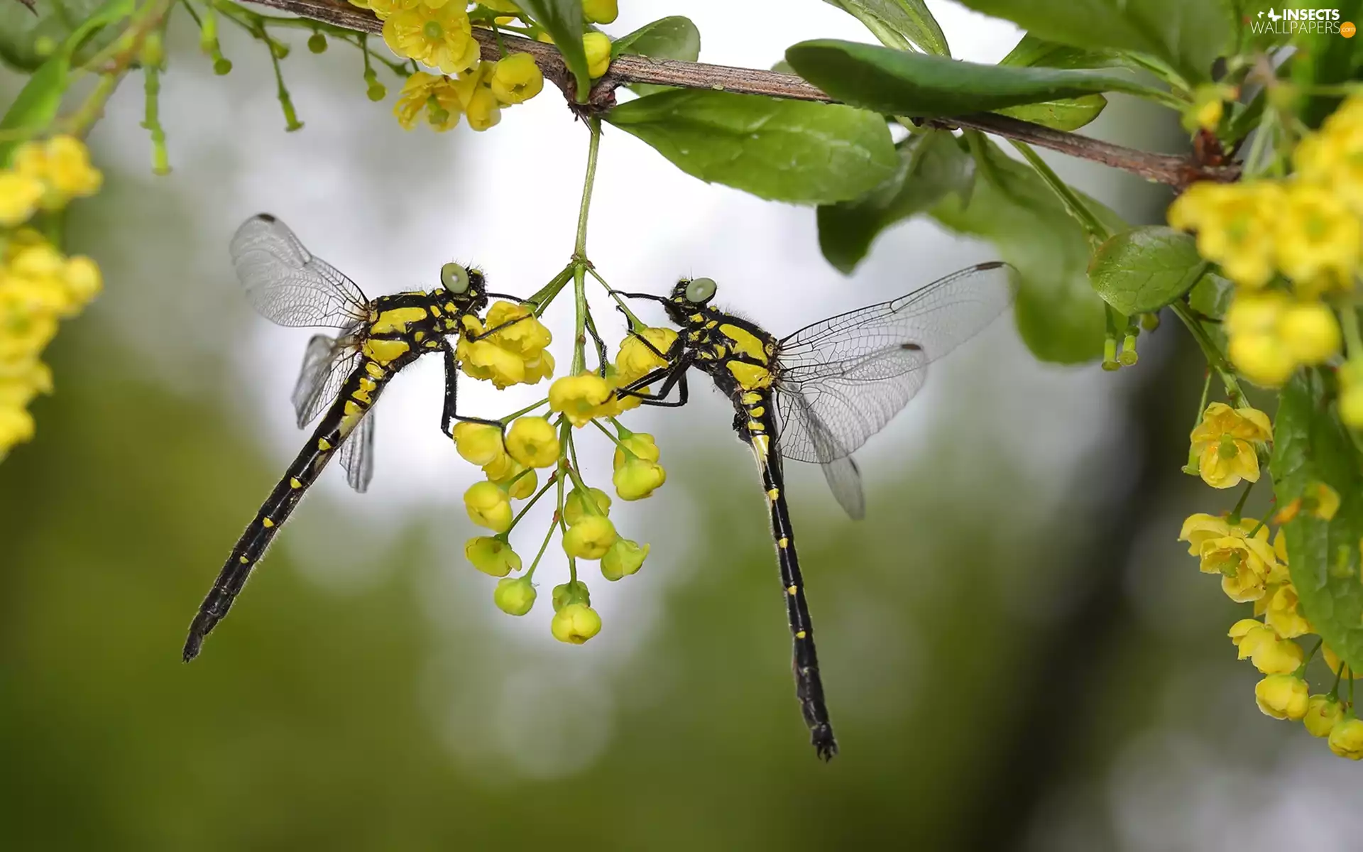 Two, Yellow, Flowers, dragon-fly
