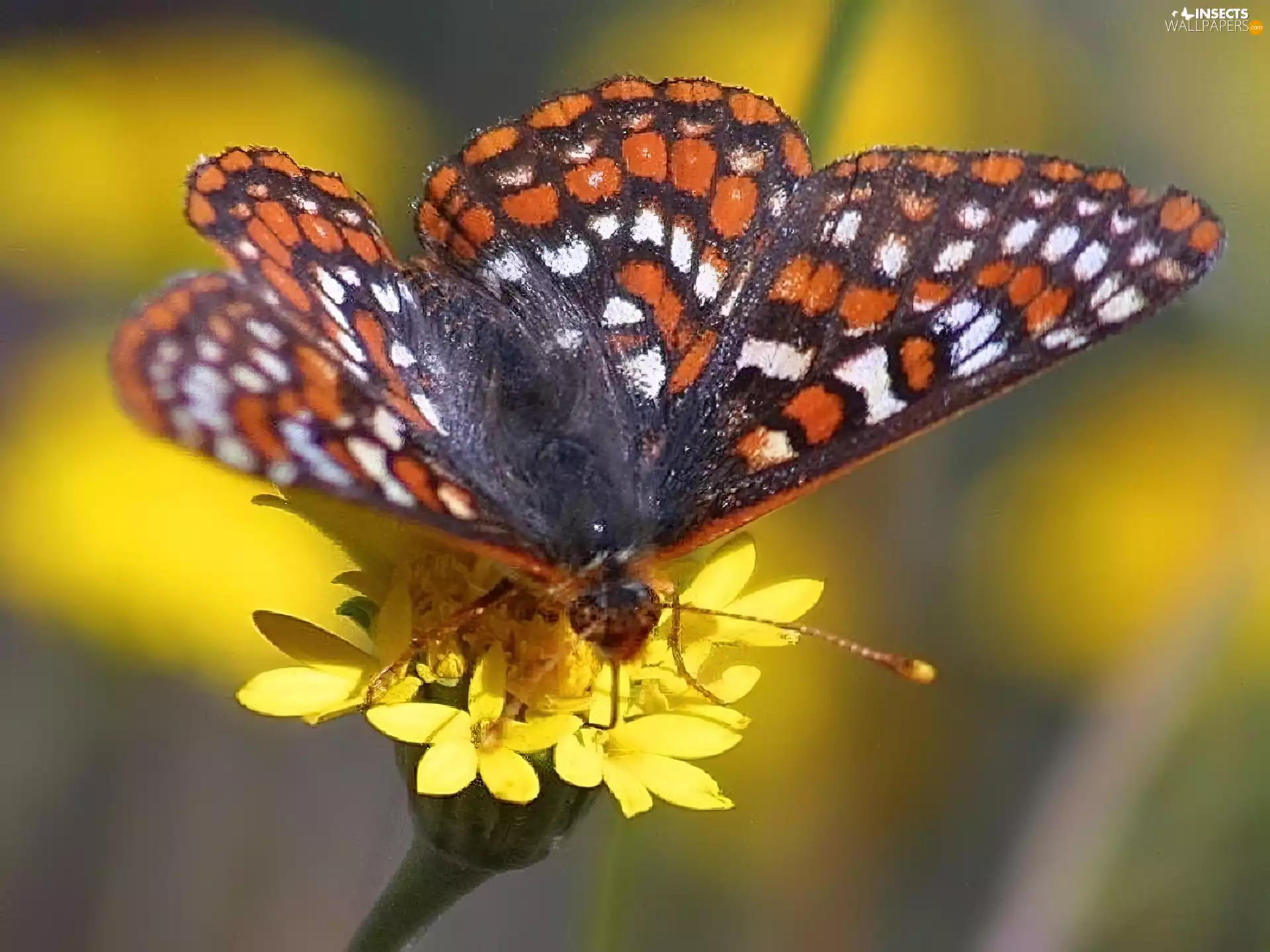 butterfly, Yellow, Flowers, Scarce Fritillary