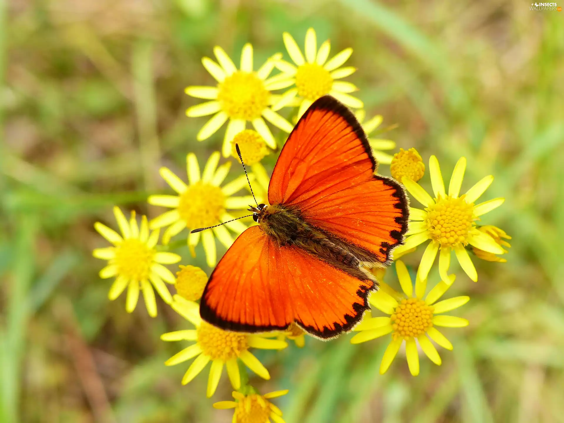 Dusky, Insect, Flowers, Yellow, Scarce Copper, butterfly